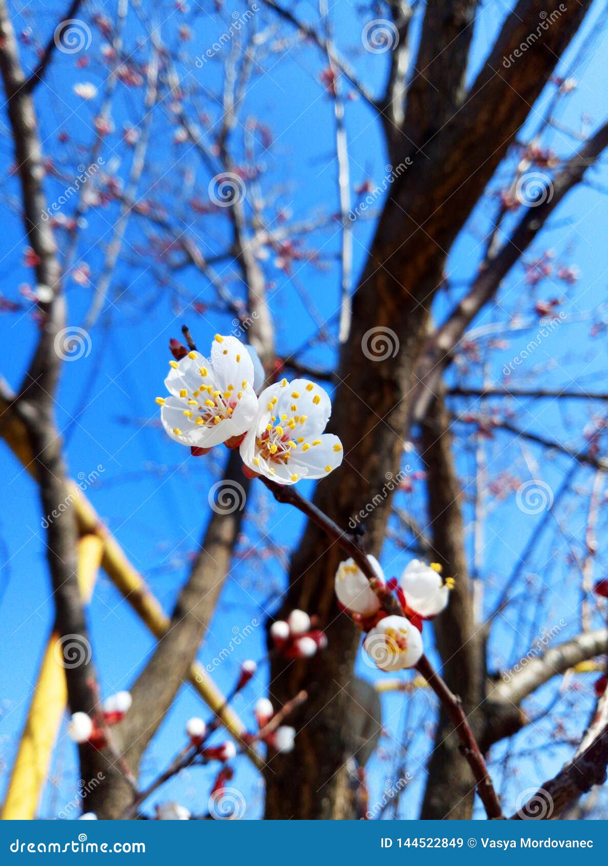 白色杏子花美丽的开花的杏树库存图片 图片包括有蛛网状的 开花 天空 许多 申请人 鸟舍 白色杏子花美丽的开花的杏树库存图片 图片包括有蛛网状的 开花 天空 许多 申请人 鸟舍