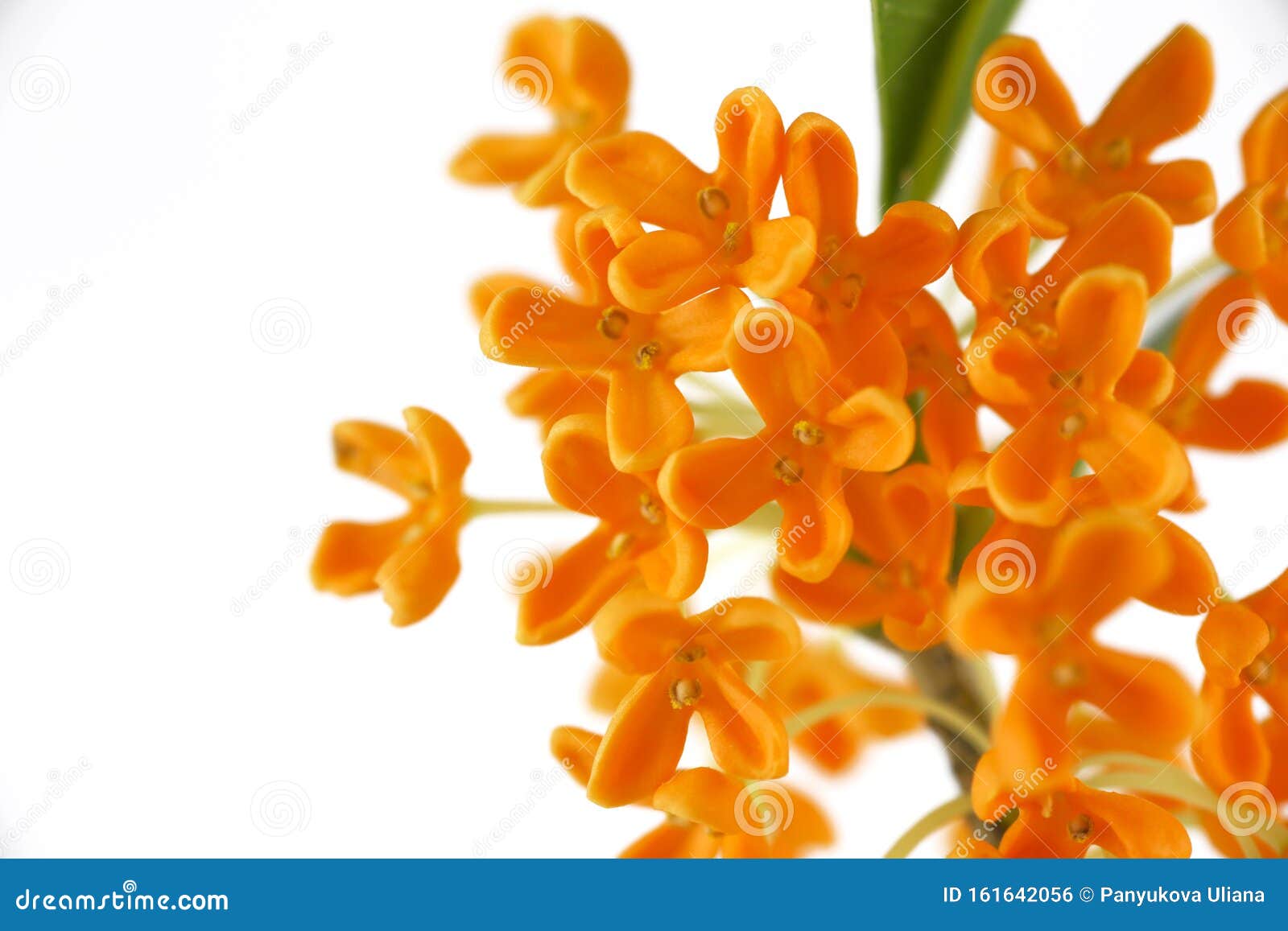 白色桂花的花背景库存照片 图片包括有特写镜头 颜色 草本 香味 花卉 香水 阿诺德