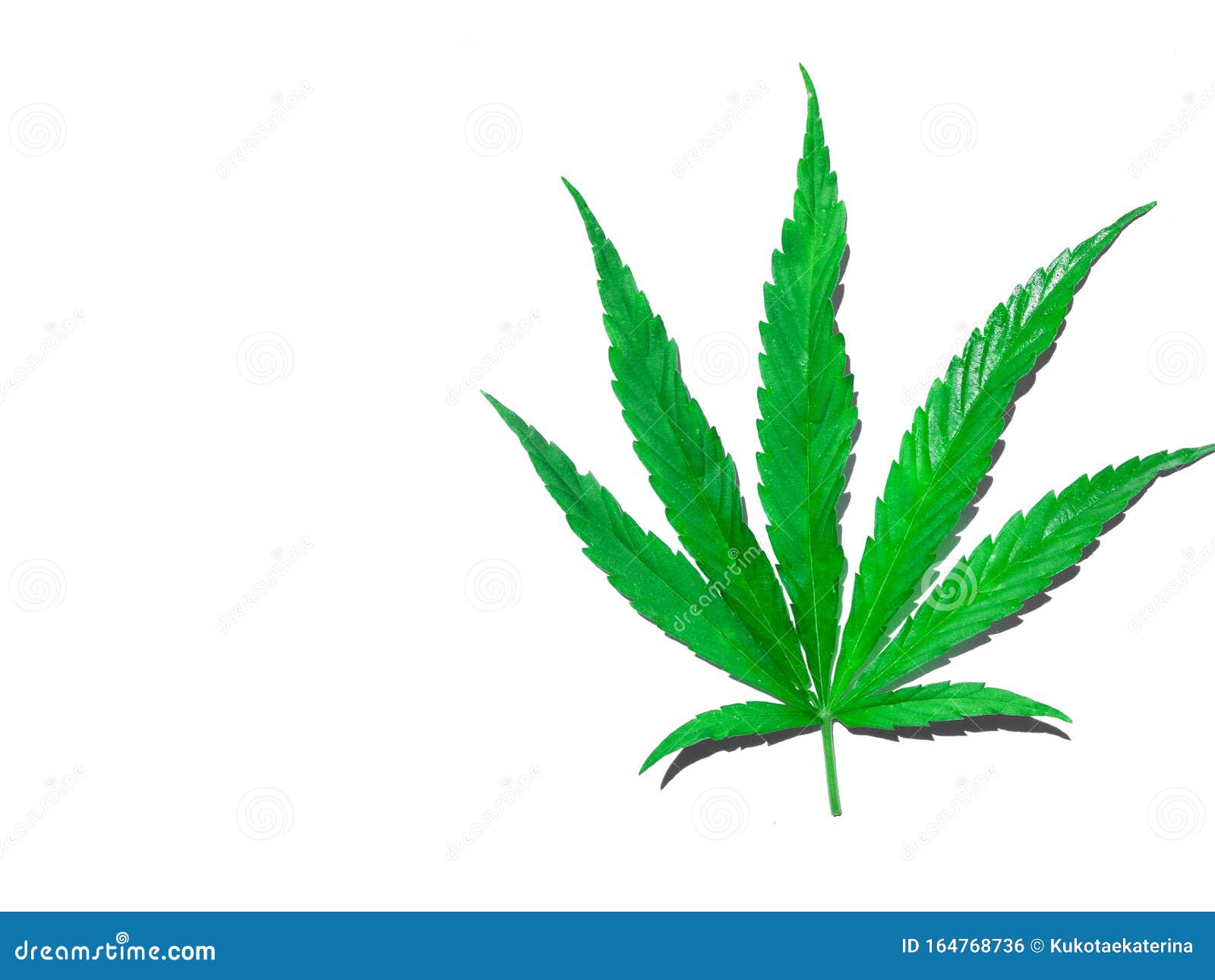 白色特写大麻叶库存照片 图片包括有绿色 麻醉 问题的 加纳 种田 特写镜头 生长 关闭 白色特写大麻叶库存照片 图片包括有绿色 麻醉 问题的 加纳 种田 特写镜头 生长 关闭