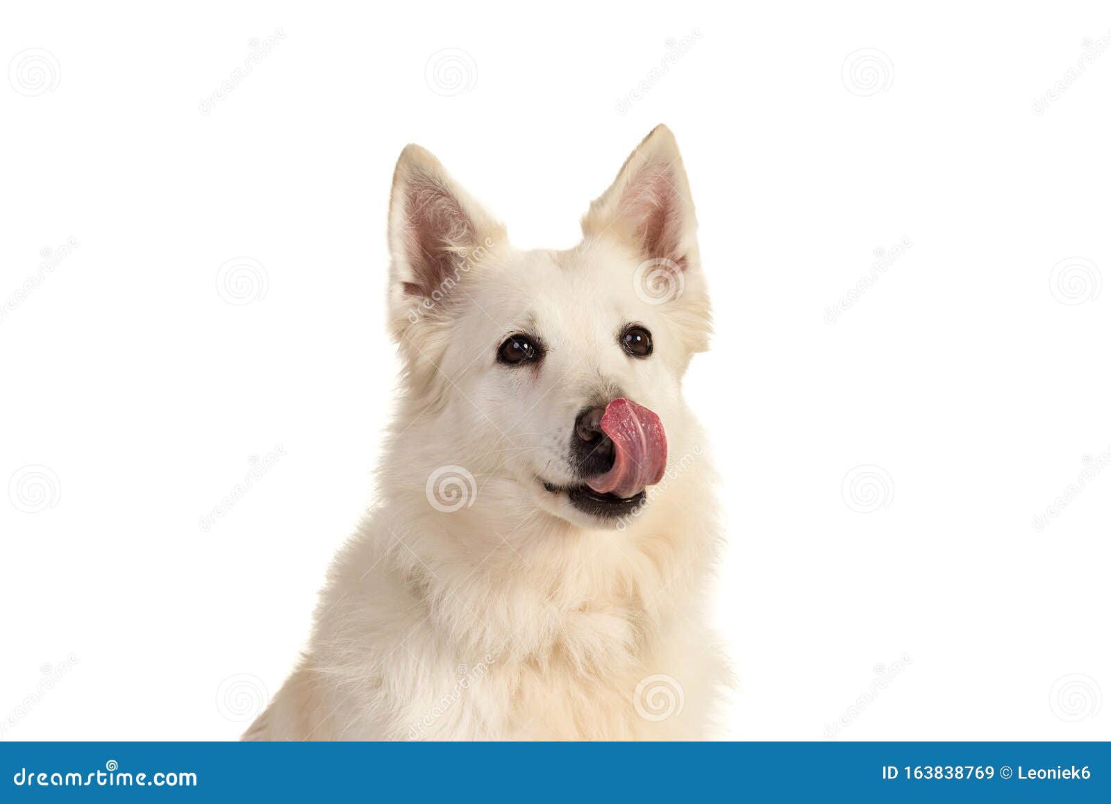 白色瑞士牧羊犬肖像突显白背景舔鼻子库存图片 图片包括有开会 停留 外出 表达式 题头 纵向 白色瑞士牧羊犬肖像突显白背景舔鼻子库存图片 图片包括有开会 停留 外出 表达式 题头 纵向