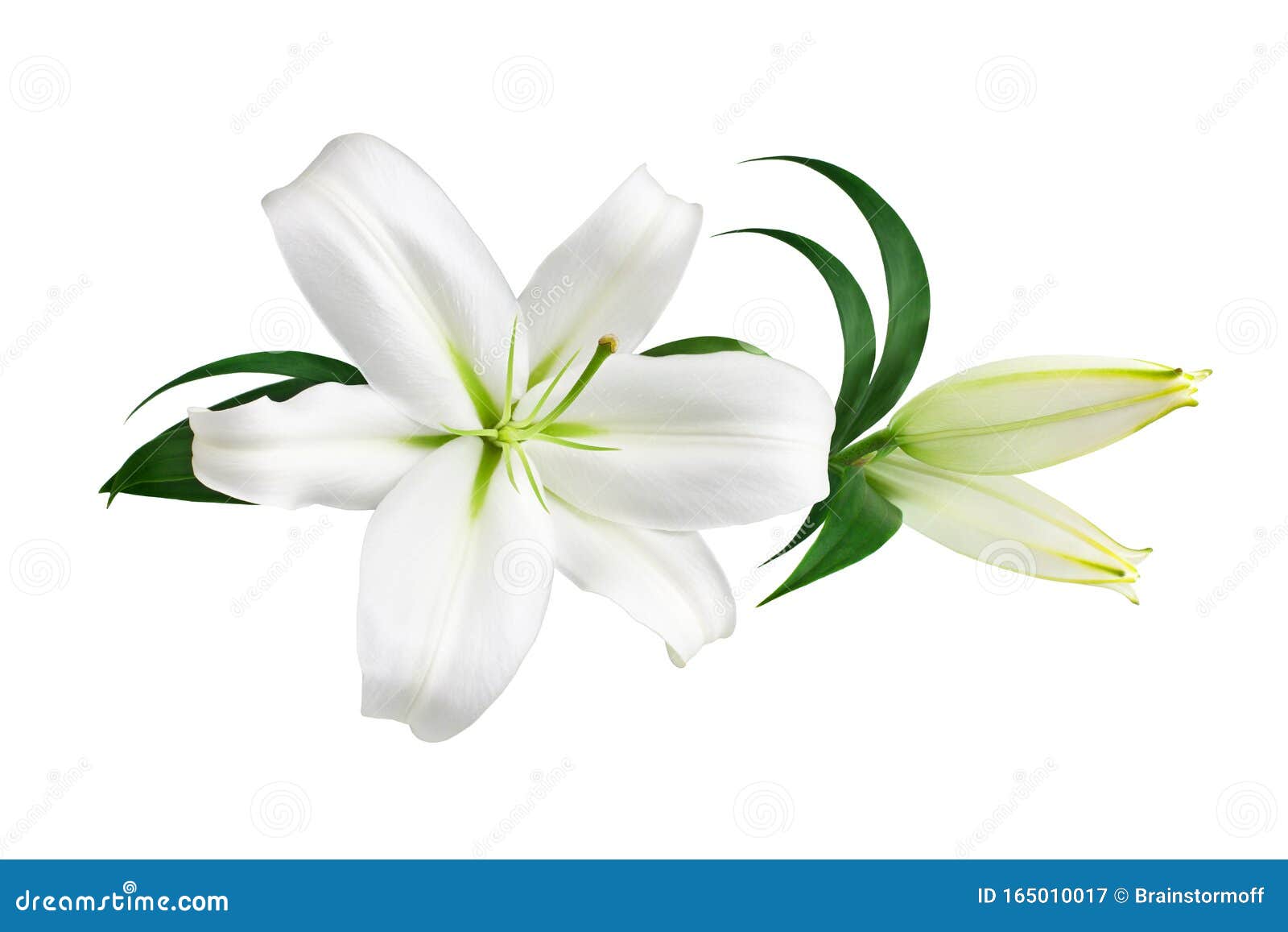 白色百合花和白色背景绿叶的花蕾 特写 百合花束 丁香花图案 边框库存图片 图片包括有颜色 花卉