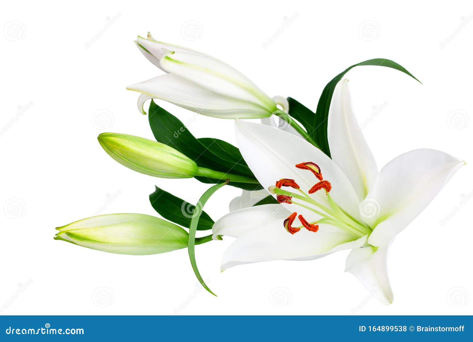 白色百合花和白色背景绿叶的花蕾 特写 百合花束 紫丁香花束 花图案库存照片 图片包括有邀请 玻色子