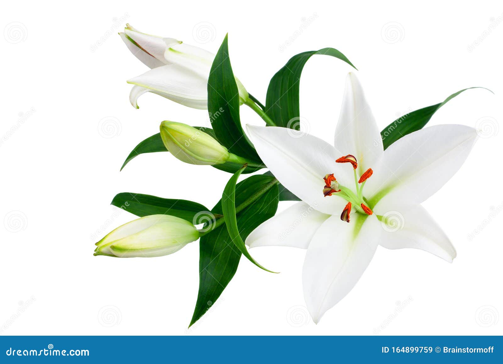 白色百合花和白色背景绿叶的花蕾 特写 百合花束 紫丁香花束 花图案库存图片 图片包括有特写镜头 设计