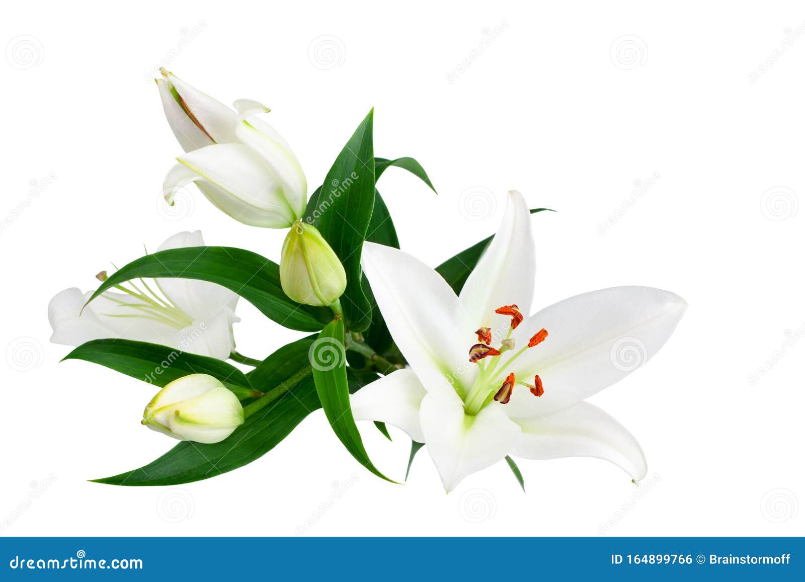 白色百合花和白色背景绿叶的花蕾 特写 百合花束 紫丁香花束 花图案库存照片 图片包括有花束 植物群