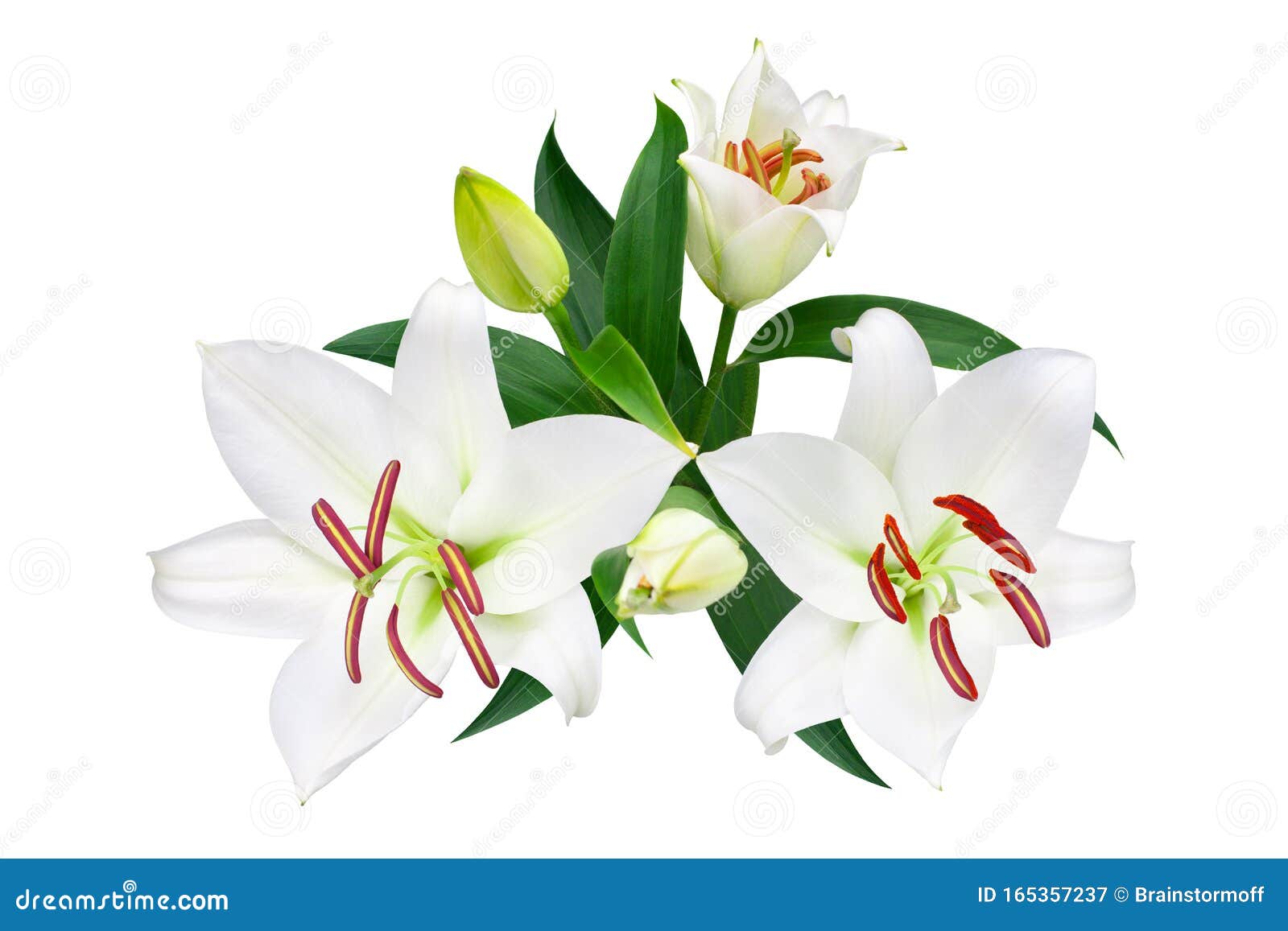 白色百合花和花蕾 白色背景上有绿叶 特写 百合束 礼来花 丁香花库存图片 图片包括有开花 要素