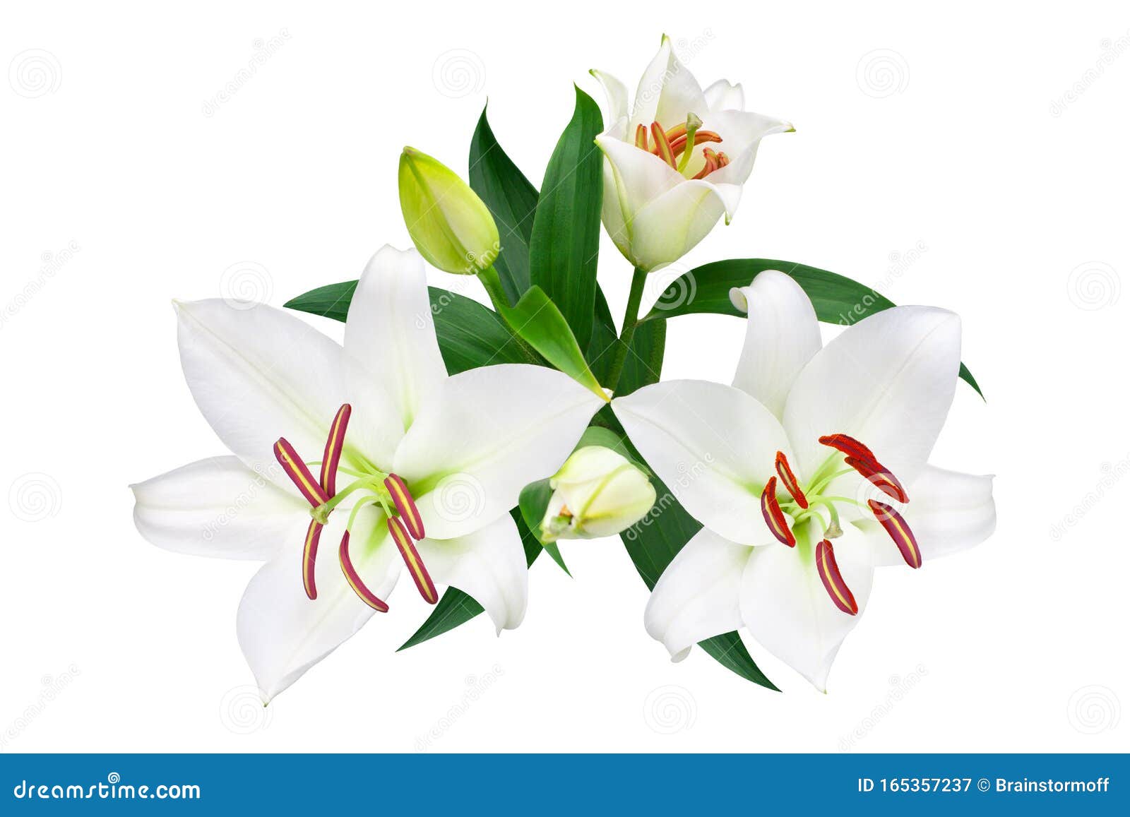 白色百合花和花蕾 白色背景上有绿叶 特写 百合束 礼来花 丁香花库存图片 图片包括有开花 要素 白色百合花和花蕾 白色背景上有绿叶 特写 百合束 礼来花 丁香花库存图片 图片包括有开花 要素