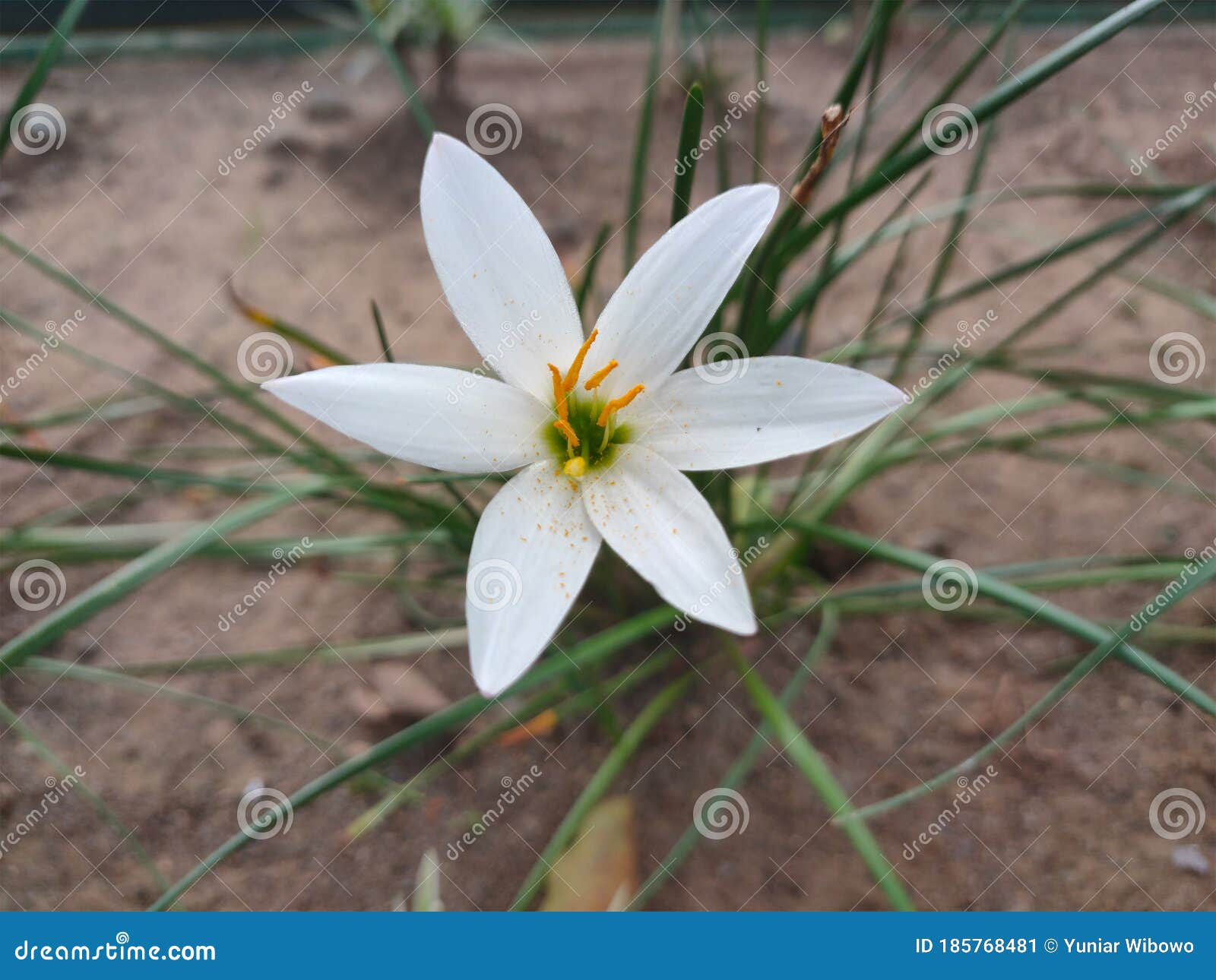 白色的百合花在地上绽放库存图片 图片包括有关闭 绿色 芬芳 玻色子 五颜六色 植物群 白色的百合花在地上绽放库存图片 图片包括有关闭 绿色 芬芳 玻色子 五颜六色 植物群