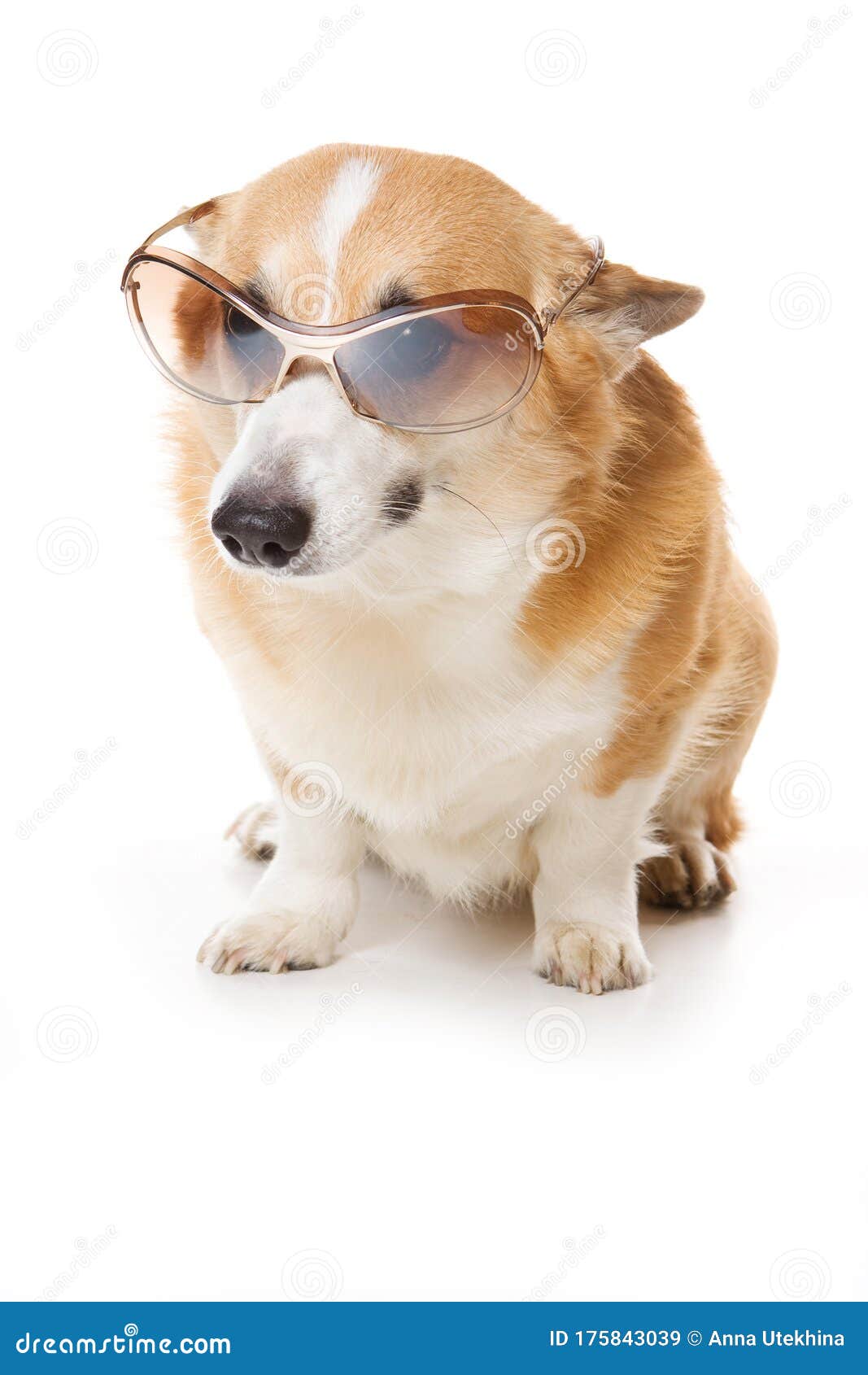 白色眼镜犬库存图片 图片包括有白色眼镜犬 白色眼镜犬库存图片 图片包括有白色眼镜犬