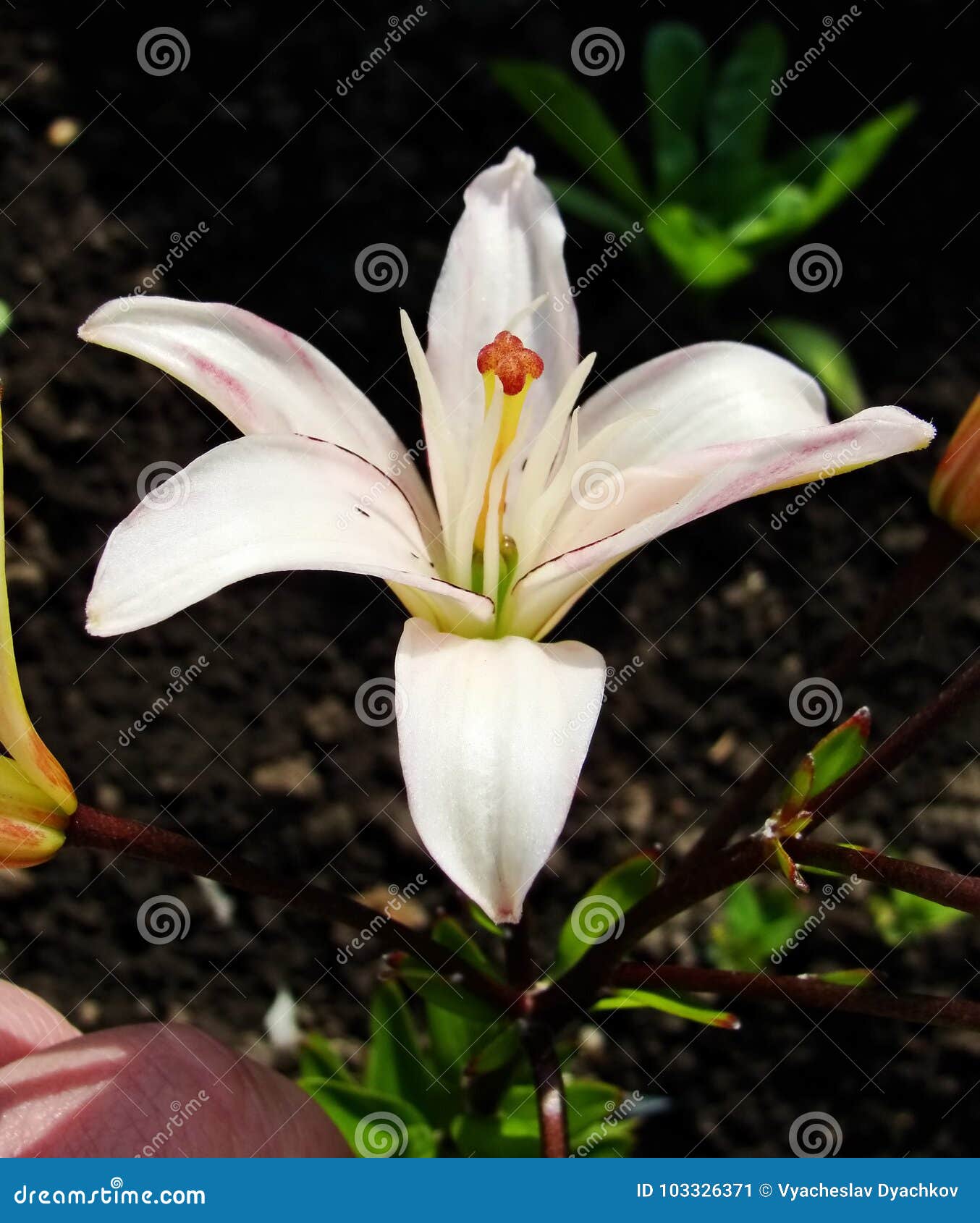 白色红色花宏指令与花粉的在花药库存图片 图片包括有订婚 背包 心皮 变态反应原 颜色 关闭 白色红色花宏指令与花粉的在花药库存图片 图片包括有订婚 背包 心皮 变态反应原 颜色 关闭