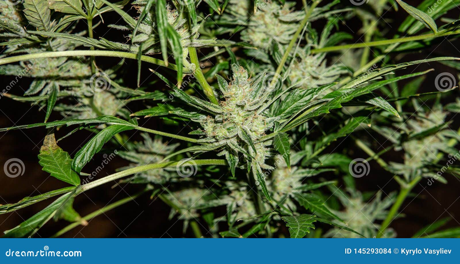 白色背景上大花大麻花大麻收获时间库存照片 图片包括有 白色背景上大花大麻花大麻收获时间库存照片 图片包括有