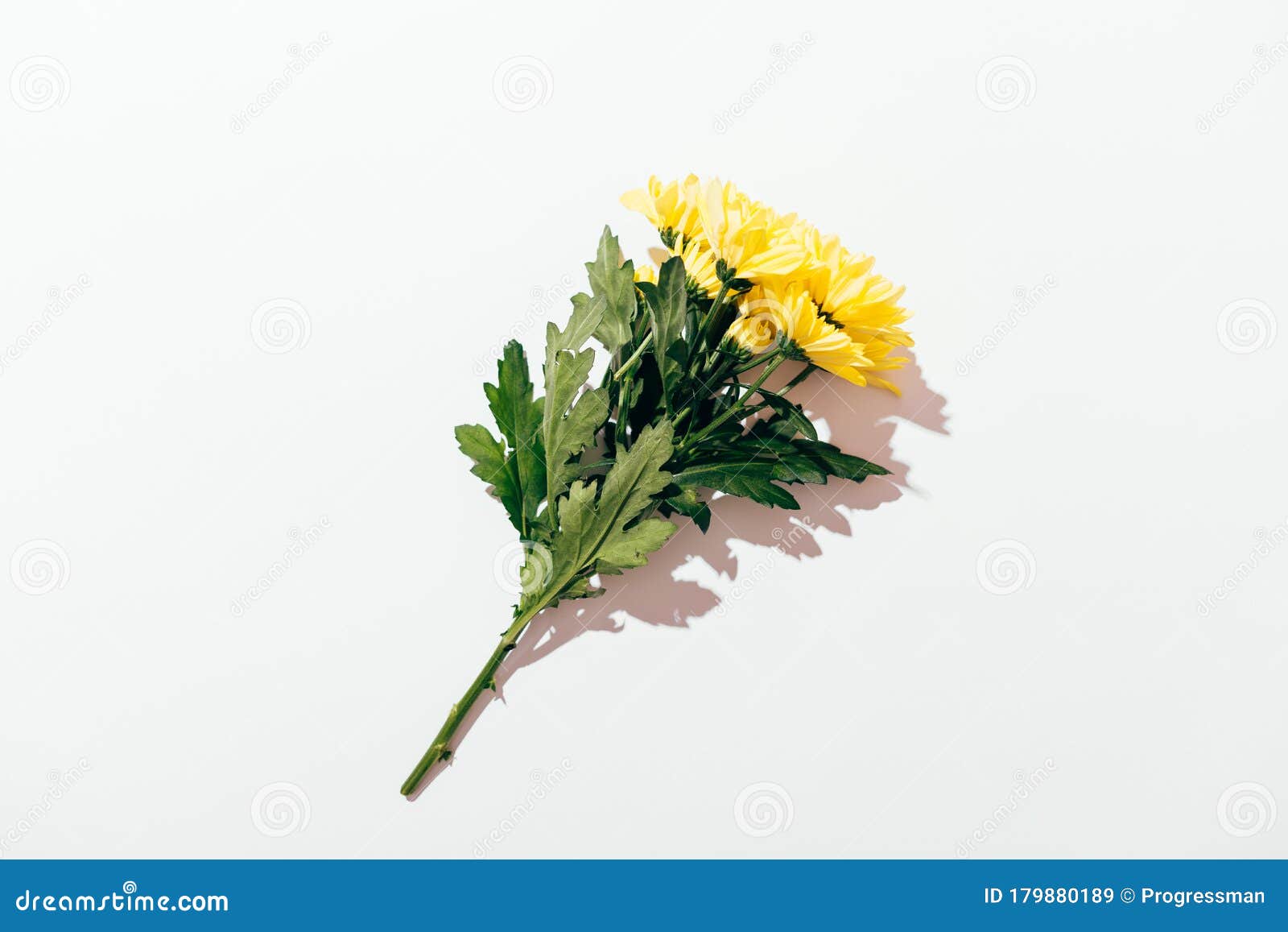 白色背景上投影的黄色花束库存图片 图片包括有菊花 春天 绿色 最小 特写镜头 生活 花束 白色背景上投影的黄色花束库存图片 图片包括有菊花 春天 绿色 最小 特写镜头 生活 花束