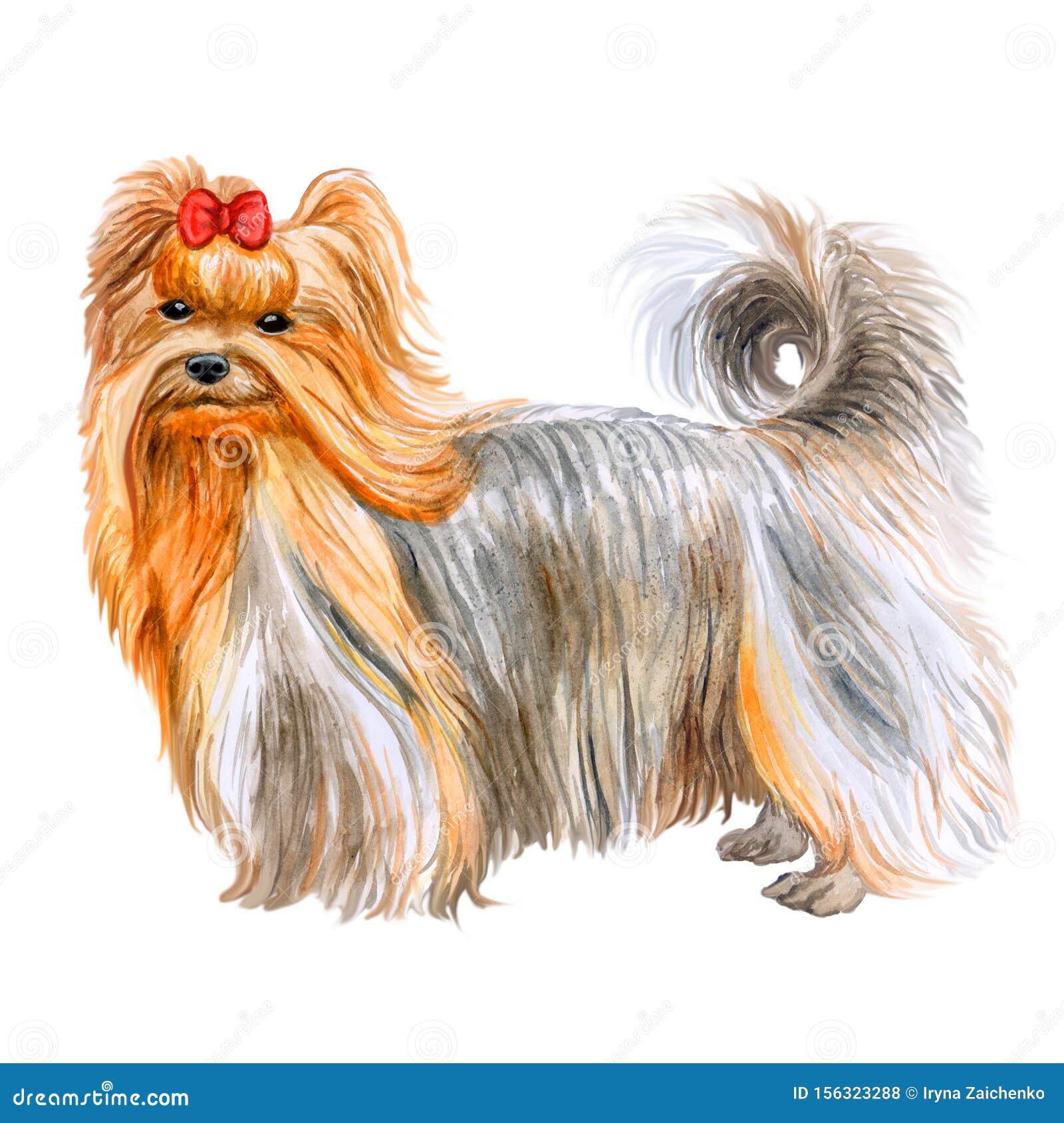 水彩画在白色背景的分离的可爱的约克郡犬种狗特写镜头肖像 狗狗的品种类型 库存例证 插画包括有 水彩画在白色背景的分离的可爱的约克郡犬种狗特写镜头肖像 狗狗的品种类型 库存例证 插画包括有