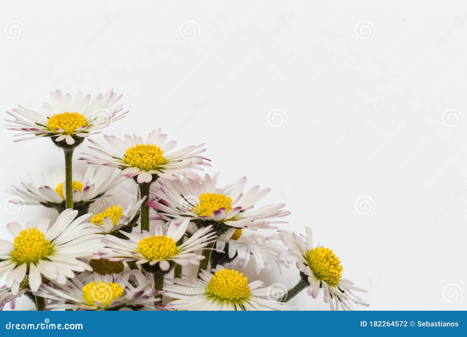 白色背景上的小雏菊花组特写库存照片 图片包括有照亮 开花 绿色 要素 雏菊 有机 背包 白色背景上的小雏菊花组特写库存照片 图片包括有照亮 开花 绿色 要素 雏菊 有机 背包