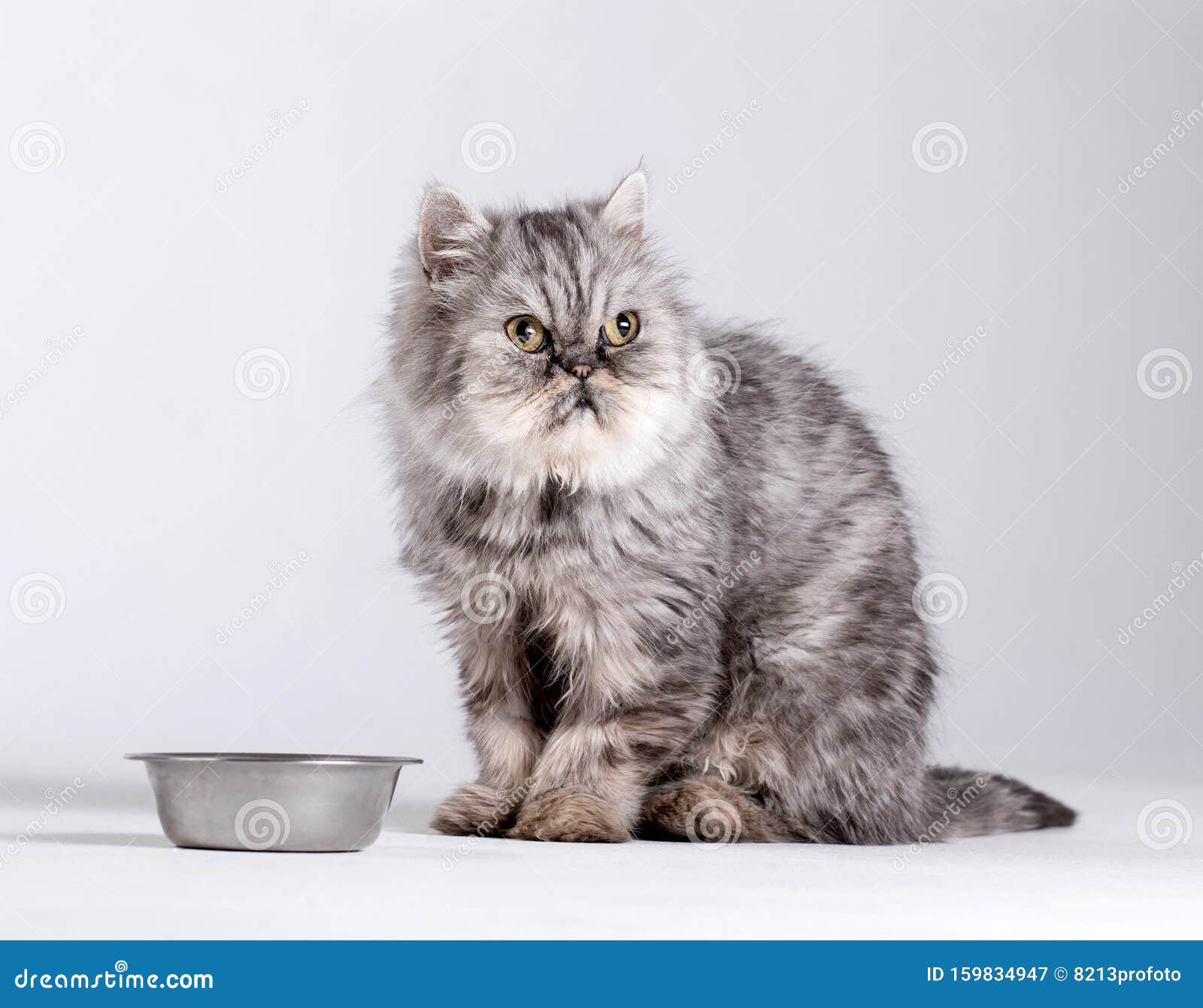 白色背景下等食物的猫 波斯猫看空碗的画像库存图片 图片包括有弯脚的 查找 小猫 饥饿 平纹
