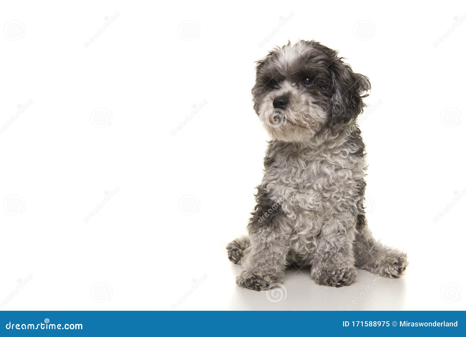 白色背景中帅气的灰大贵宾犬库存图片 图片包括有外出 长卷毛狗 卷曲 查出 灰色 开会