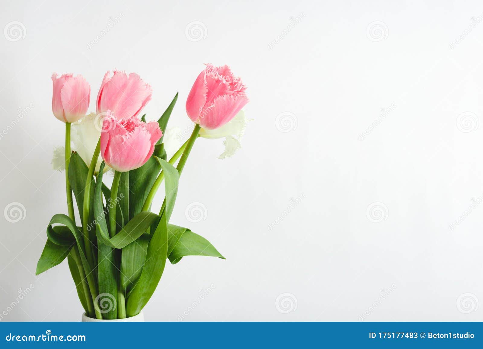 白色背景中带复制空间的粉红郁金香花母亲节春郁金香花库存图片 图片包括有花卉 植物群 花束