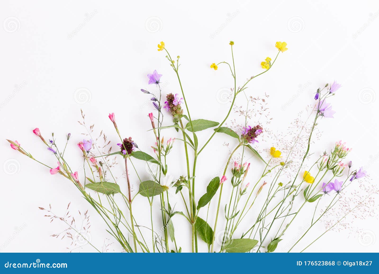 白色背景中带野花 绿叶 树枝的花图案平躺 顶视图库存照片 图片包括有设计 祝贺 极简主义 白色背景中带野花 绿叶 树枝的花图案平躺 顶视图库存照片 图片包括有设计 祝贺 极简主义