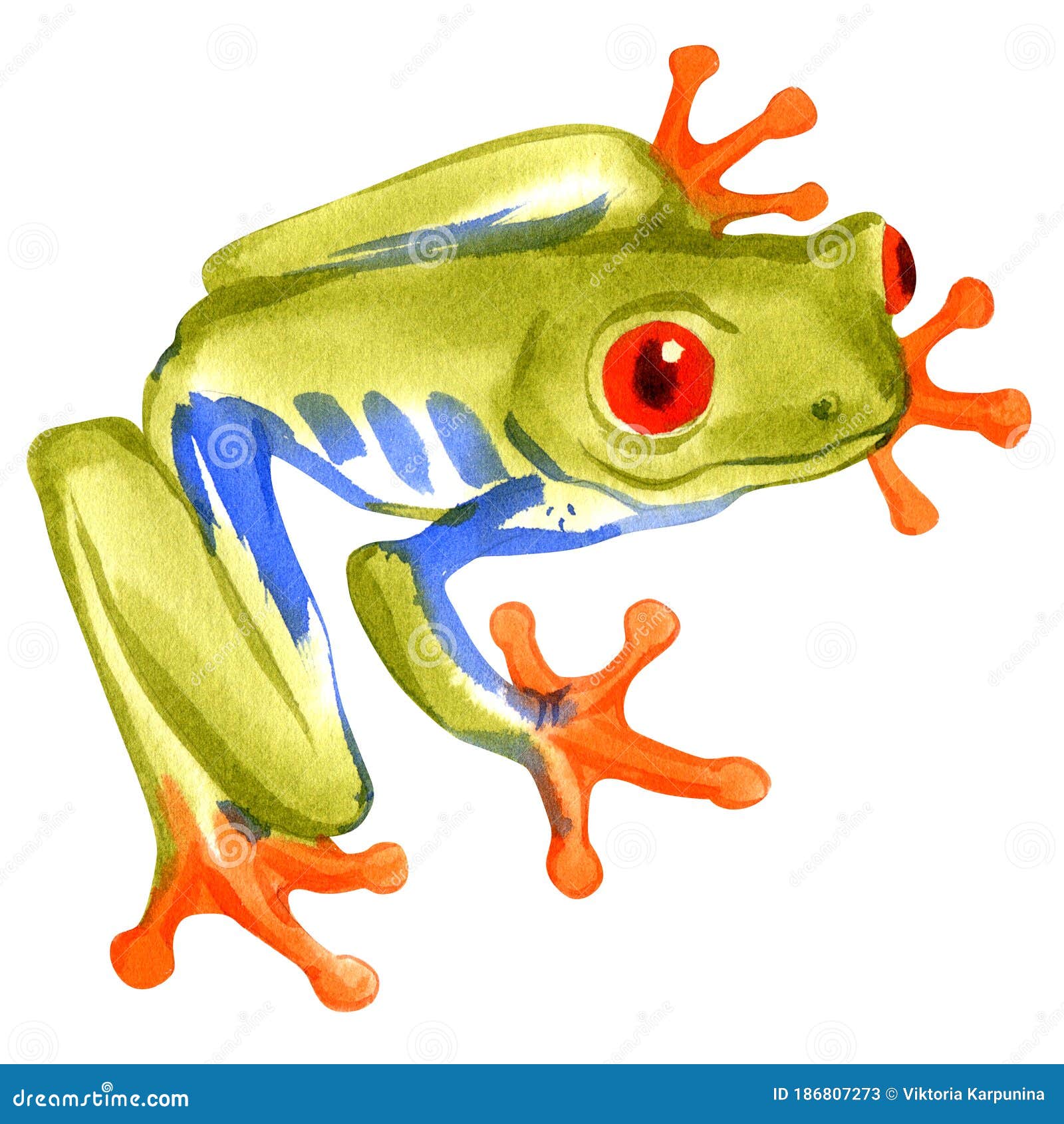 白色背景中树蛙的水彩画 库存例证 插画包括有森林 原始 茴香 魔术 照亮 环境 颜色