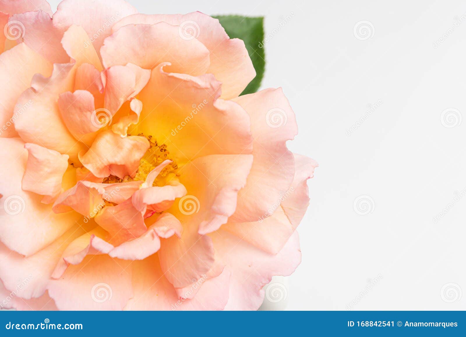 白色背景中的一束粉色玫瑰花花瓣中柔和的花壁纸背景时尚库存图片 图片包括有颜色 背包 白色背景中的一束粉色玫瑰花花瓣中柔和的花壁纸背景时尚库存图片 图片包括有颜色 背包