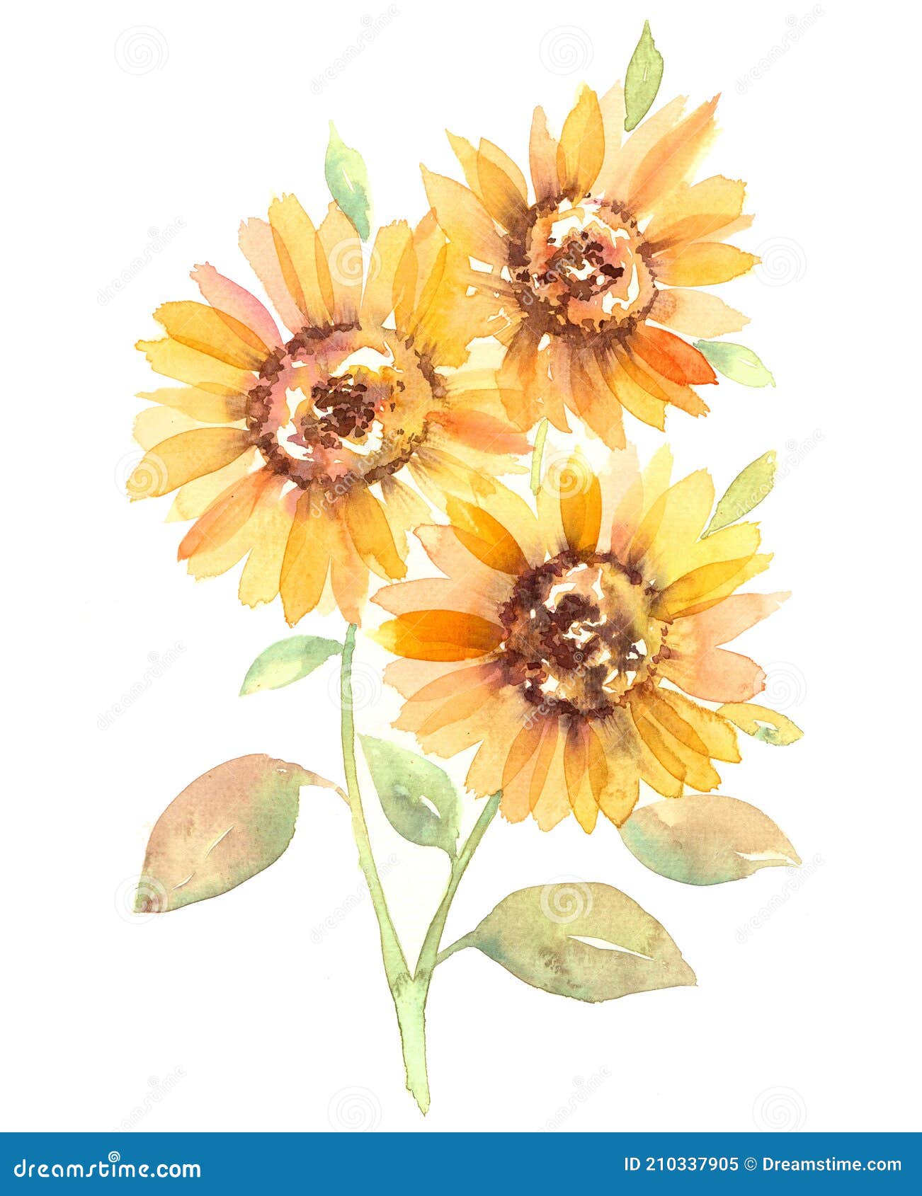 白色背景中的向日葵水色花 库存例证 插画包括有装饰 背包 查出 黄色 例证 空白 向日葵 白色背景中的向日葵水色花 库存例证 插画包括有装饰 背包 查出 黄色 例证 空白 向日葵