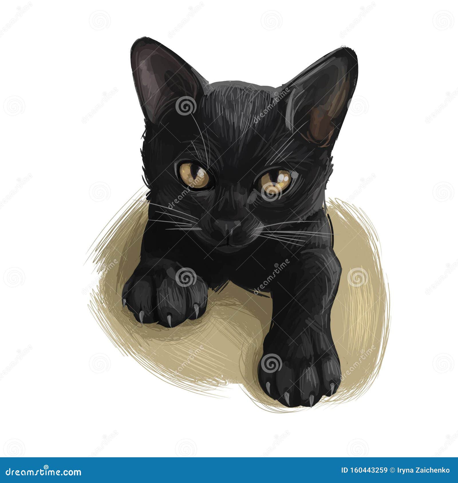 白色背景中的孟买猫手绘猫网页数字艺术图解躺在地板上的平静宠物短库存例证 插画包括有眼睛 轰炸