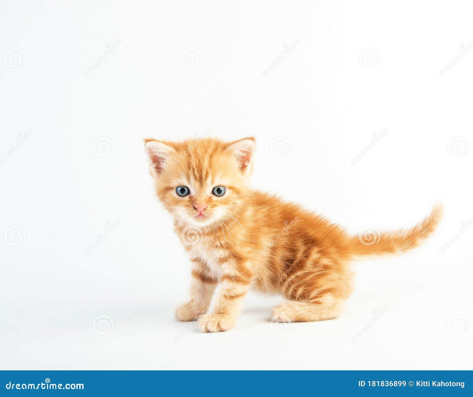 白色背景中的小猫可爱美女库存图片 图片包括有似猫 年轻 复制 平纹 逗人喜爱 文本 耳朵