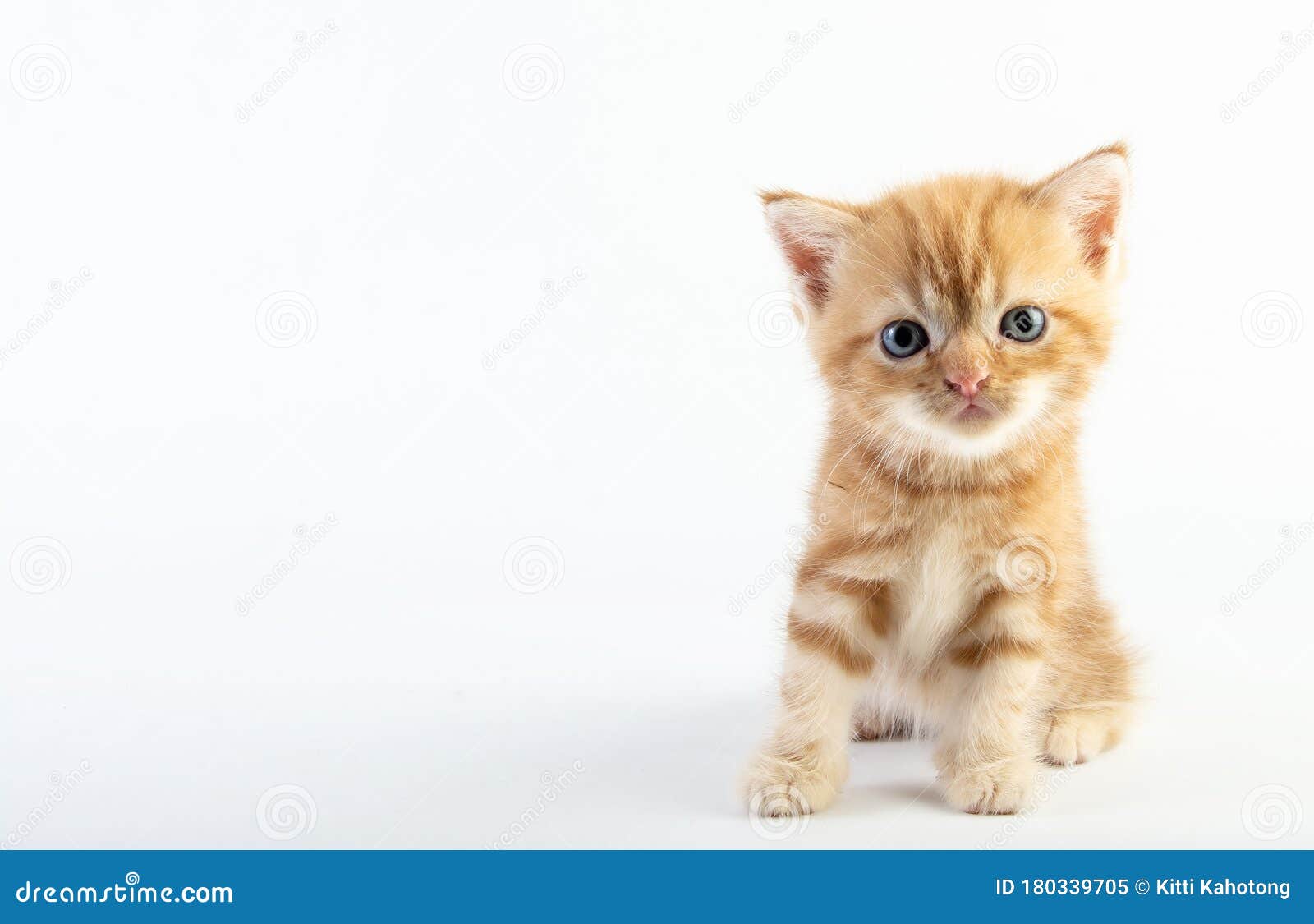 白色背景中的小猫可爱美女库存图片 图片包括有促销 少许 背包 跳跃 乐趣 招贴 会议室 白色背景中的小猫可爱美女库存图片 图片包括有促销 少许 背包 跳跃 乐趣 招贴 会议室