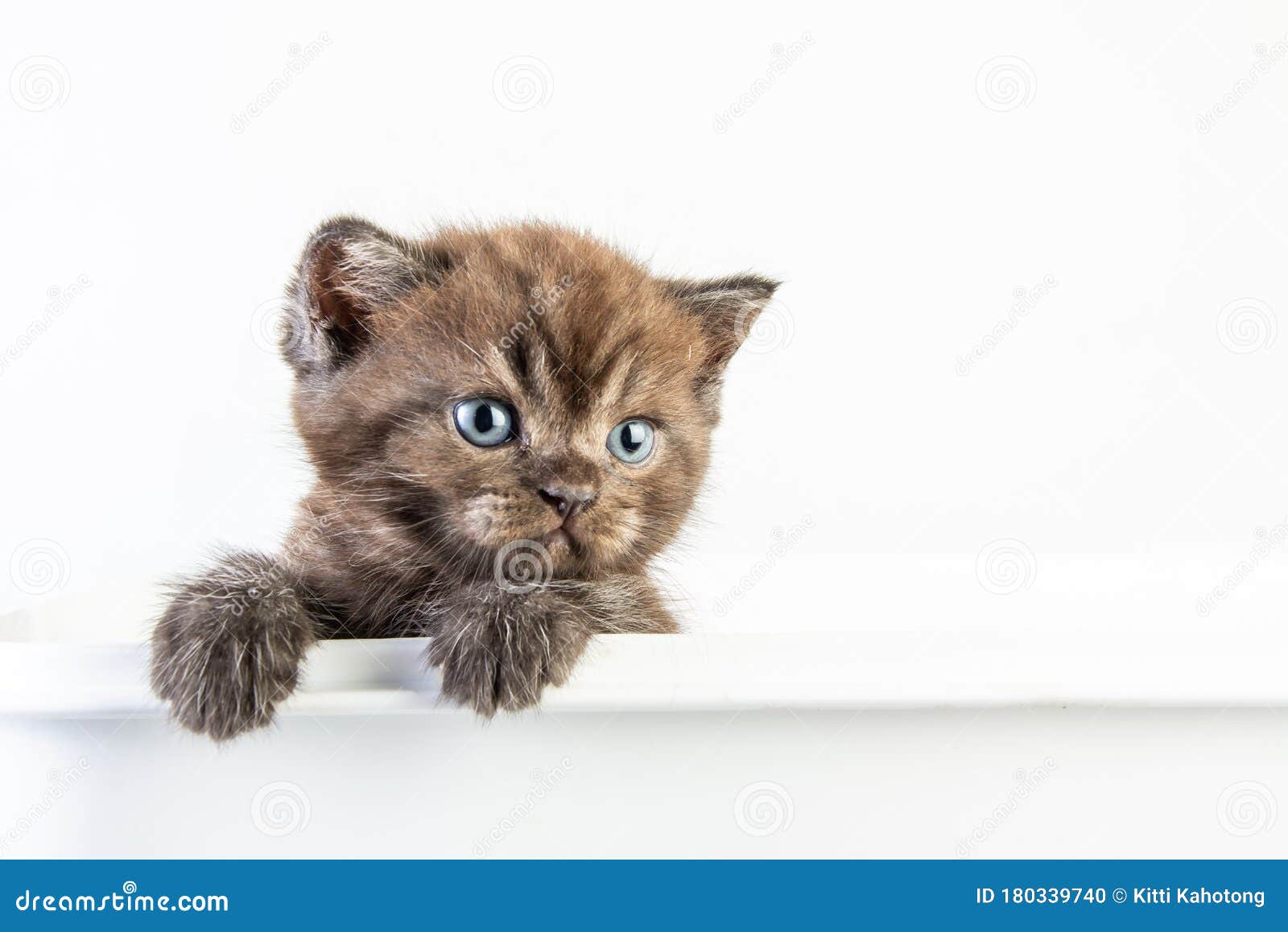 白色背景中的小猫可爱美女库存照片 图片包括有滑稽 敬慕 查出 促销 查找 似猫 复制