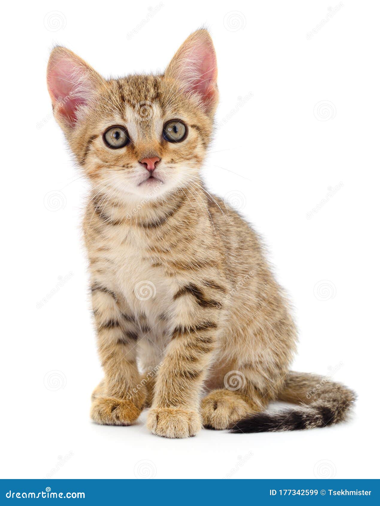 白色背景中的小猫库存图片 图片包括有白色背景中的小猫