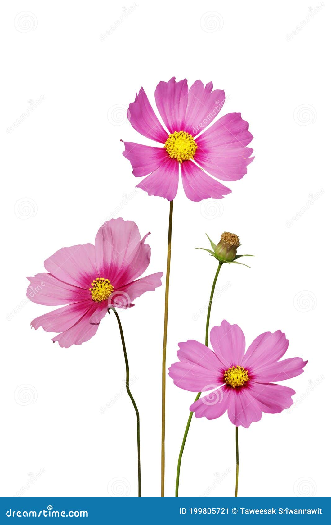 白色背景中的开花粉红宇宙花库存图片 图片包括有波斯菊 公园 工厂 开花 查出 开花的 白色背景中的开花粉红宇宙花库存图片 图片包括有波斯菊 公园 工厂 开花 查出 开花的