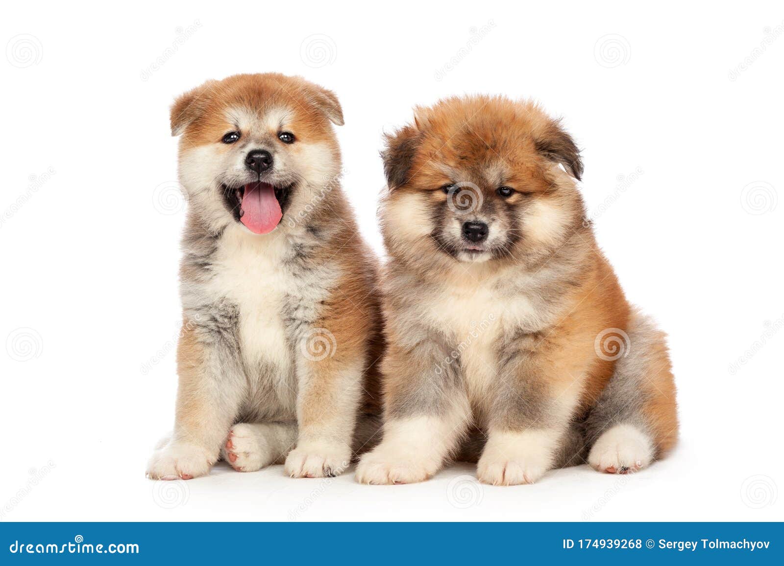 白色背景中的秋田犬小狗库存照片 图片包括有滑稽 背包 哺乳动物 国内 查出 喘气 本质 白色背景中的秋田犬小狗库存照片 图片包括有滑稽 背包 哺乳动物 国内 查出 喘气 本质