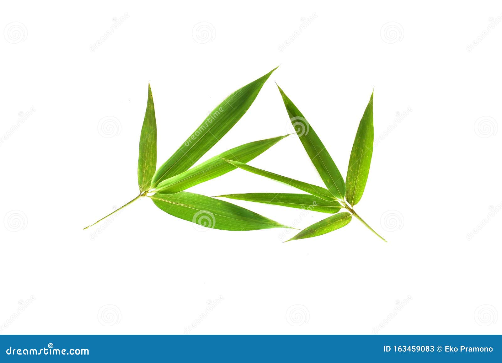 白色背景中的竹叶 带有攀缘的热带叶 可以做背景 壁纸 库存图片 图片包括有靠山 波儿地克的 白色背景中的竹叶 带有攀缘的热带叶 可以做背景 壁纸 库存图片 图片包括有靠山 波儿地克的