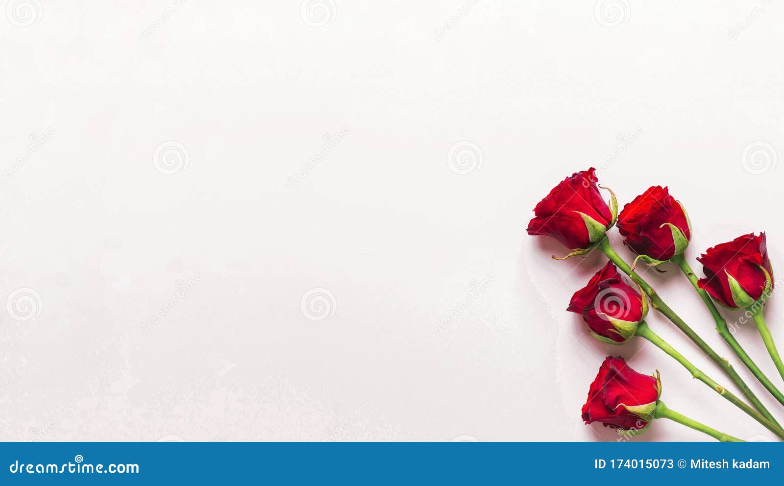 白色背景中的红玫瑰壁纸卡详细信息 孤立的白木库存图片 图片包括有庆祝 特写镜头 颜色 礼品