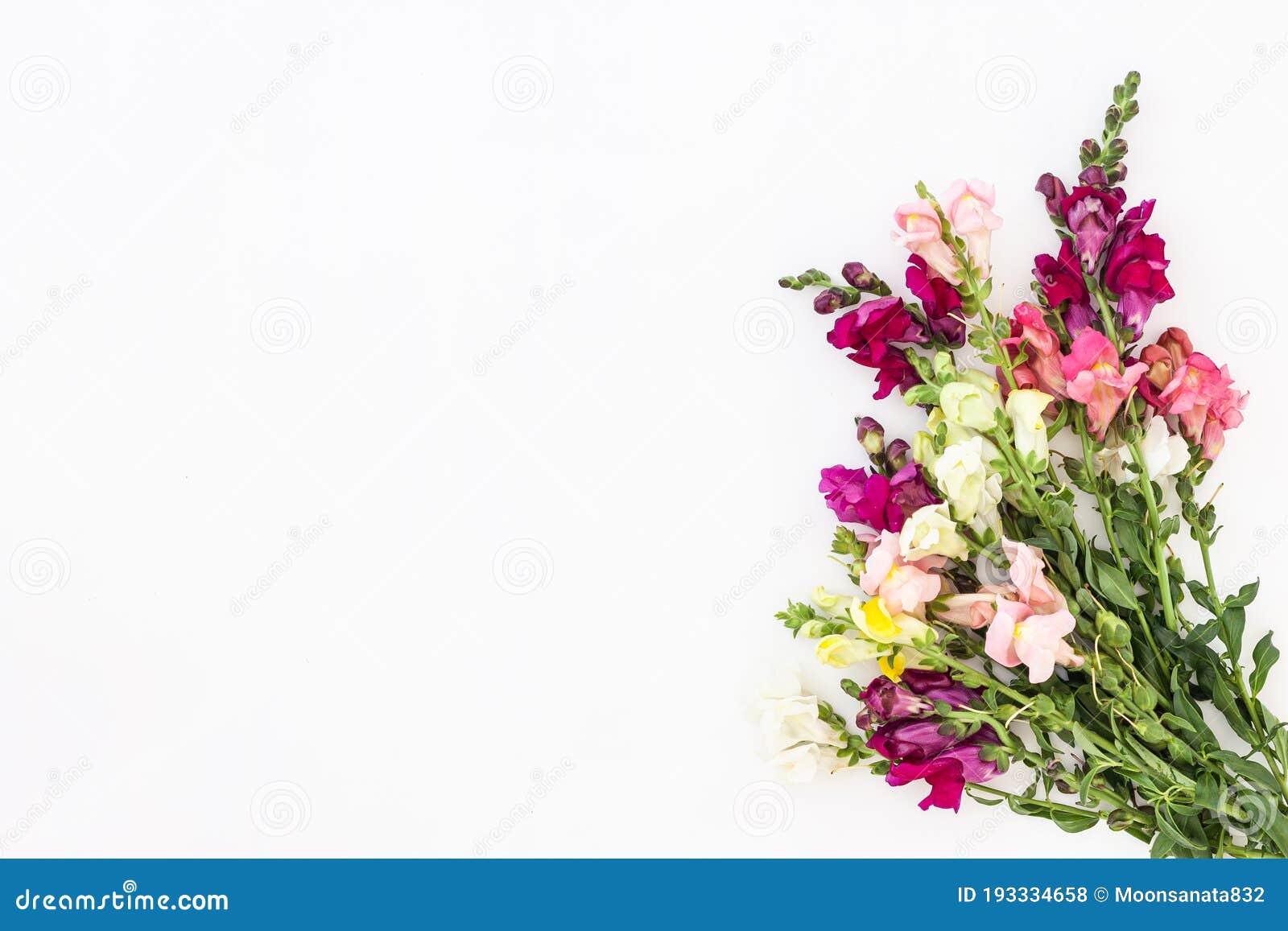 白色背景中的龙形花边框 花组合物库存照片 图片包括有框架 自治权 舒适 本质 照亮 字段