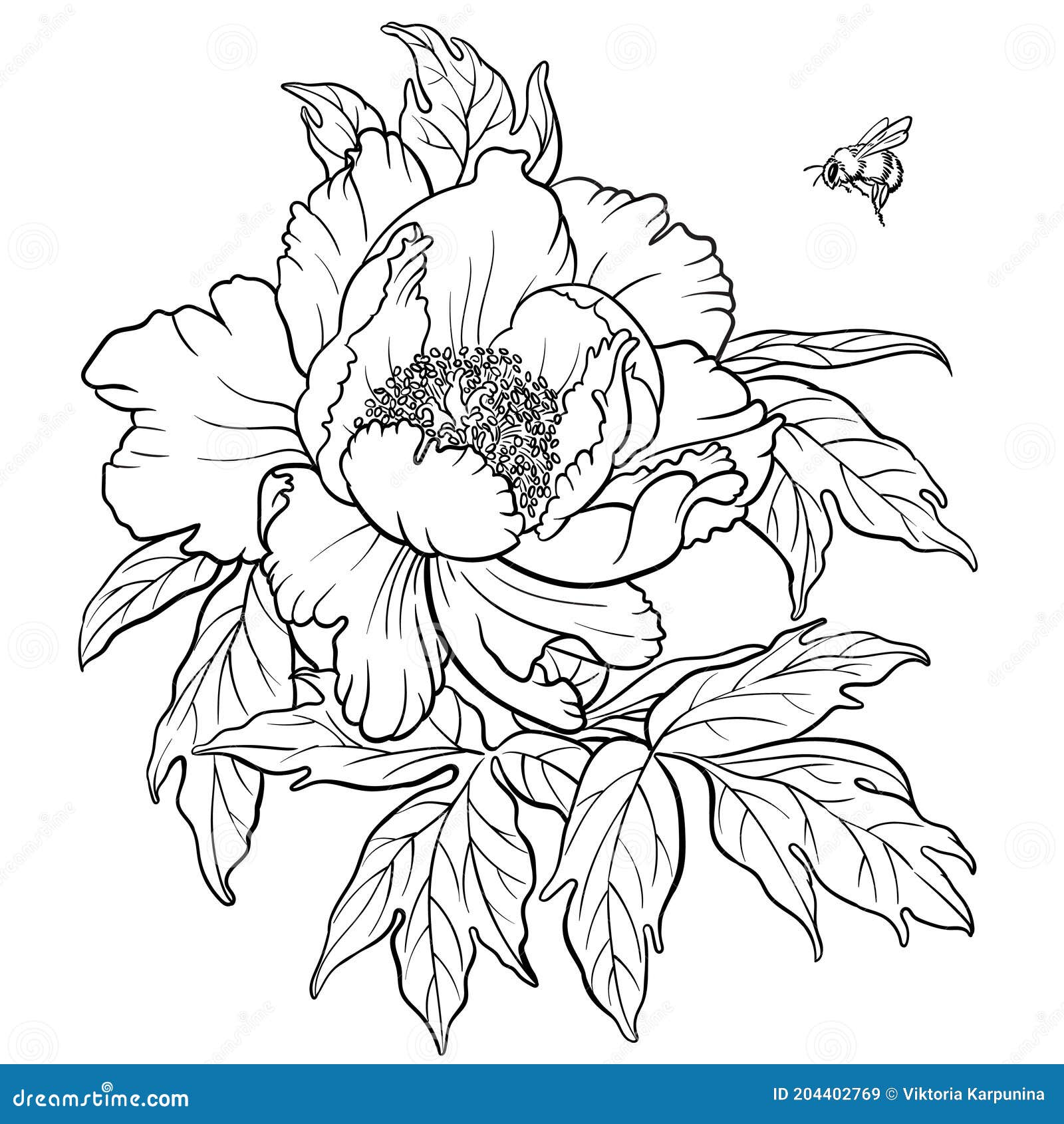白色背景中突显大黄蜂的牡丹花着色页的手绘矢量图 向量例证 插画包括有查出 刻记 现有量 投反对票