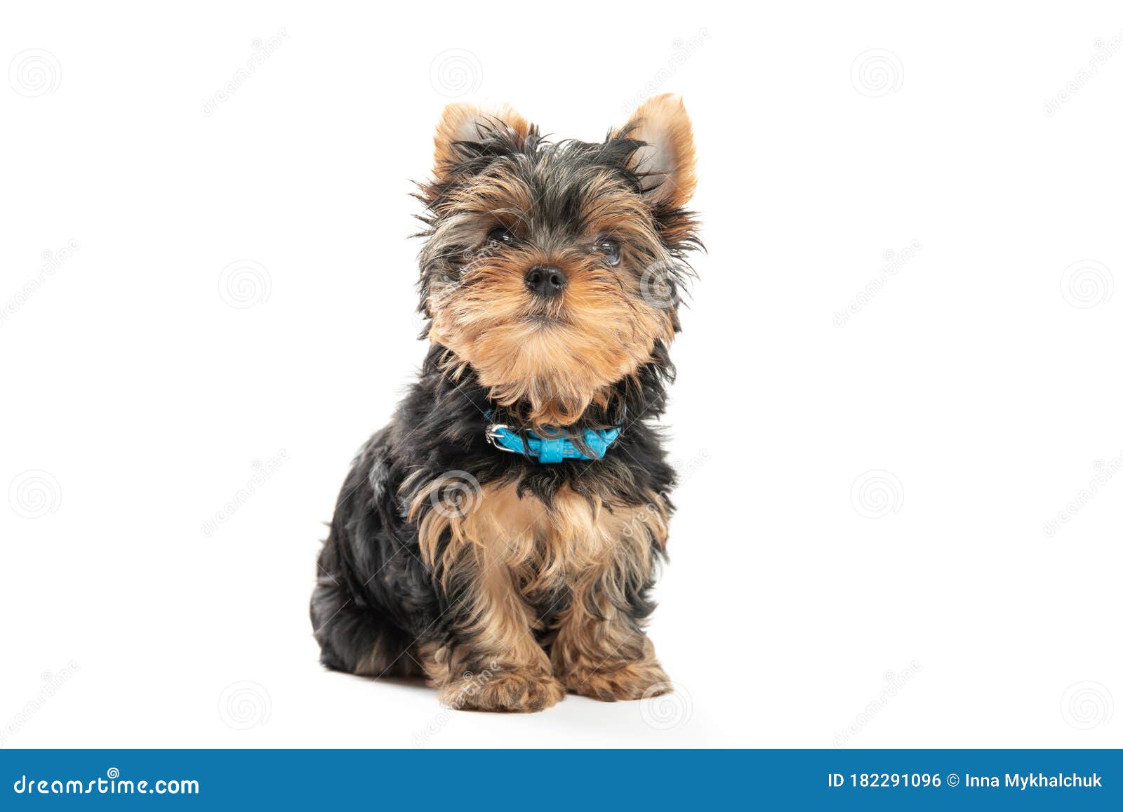 白色背景中突显的小约克郡梗犬库存照片 图片包括有白色背景中突显的小约克郡梗犬 白色背景中突显的小约克郡梗犬库存照片 图片包括有白色背景中突显的小约克郡梗犬