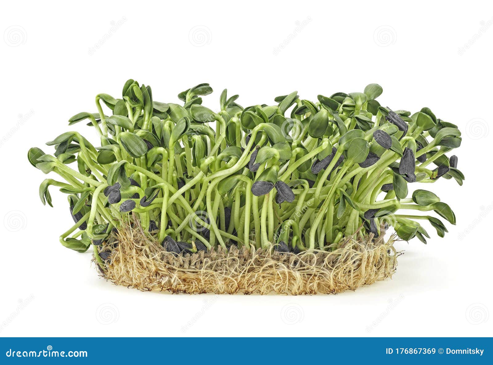 白色背景中突显的幼芽微绿向日葵芽健康饮食观库存图片 图片包括有绿色 叶子 可口 问题的 白色背景中突显的幼芽微绿向日葵芽健康饮食观库存图片 图片包括有绿色 叶子 可口 问题的