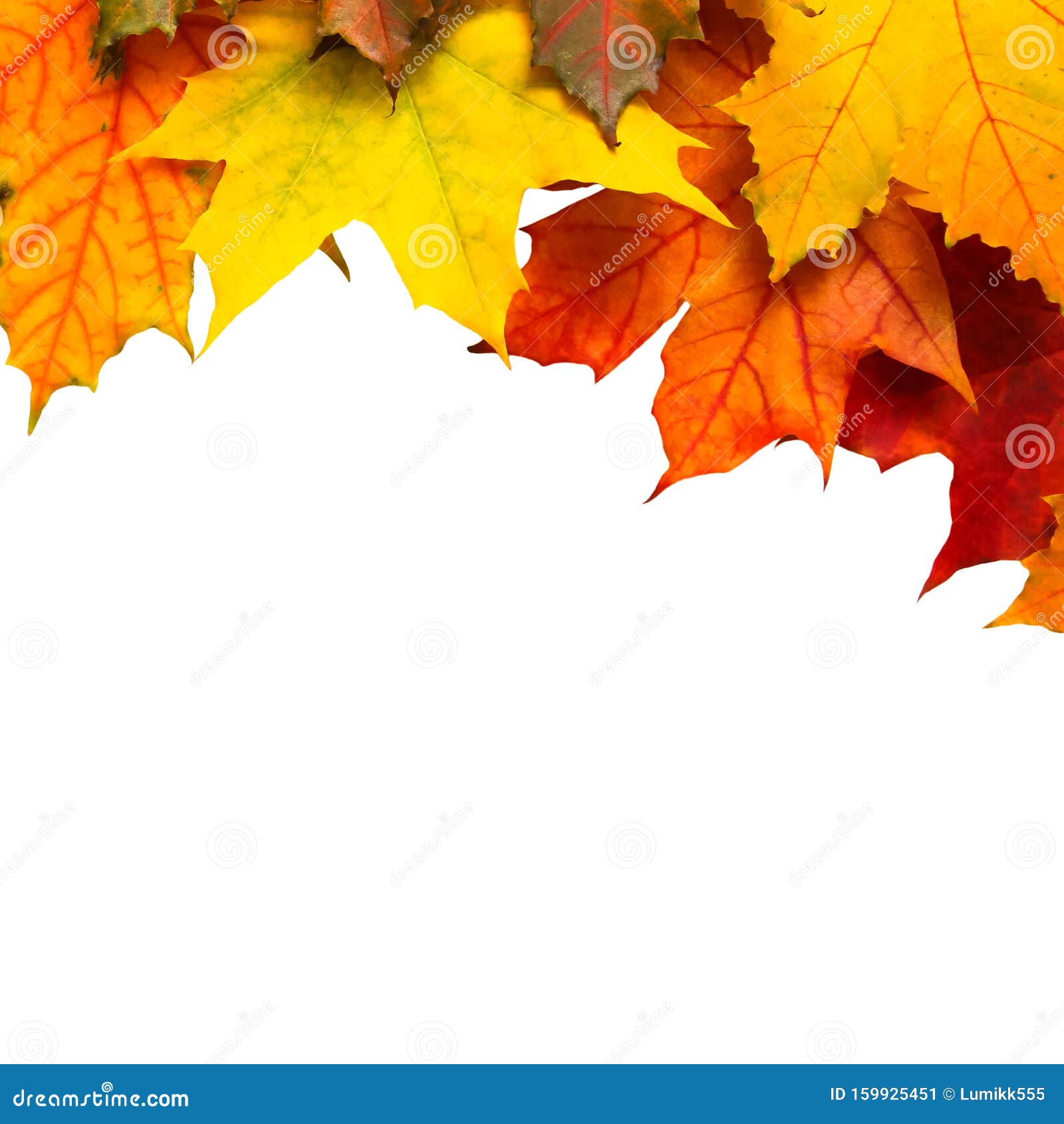 白色背景中突显的枫叶秋框库存图片 图片包括有叶子 自然 国界的 平面 复制 查出 图象