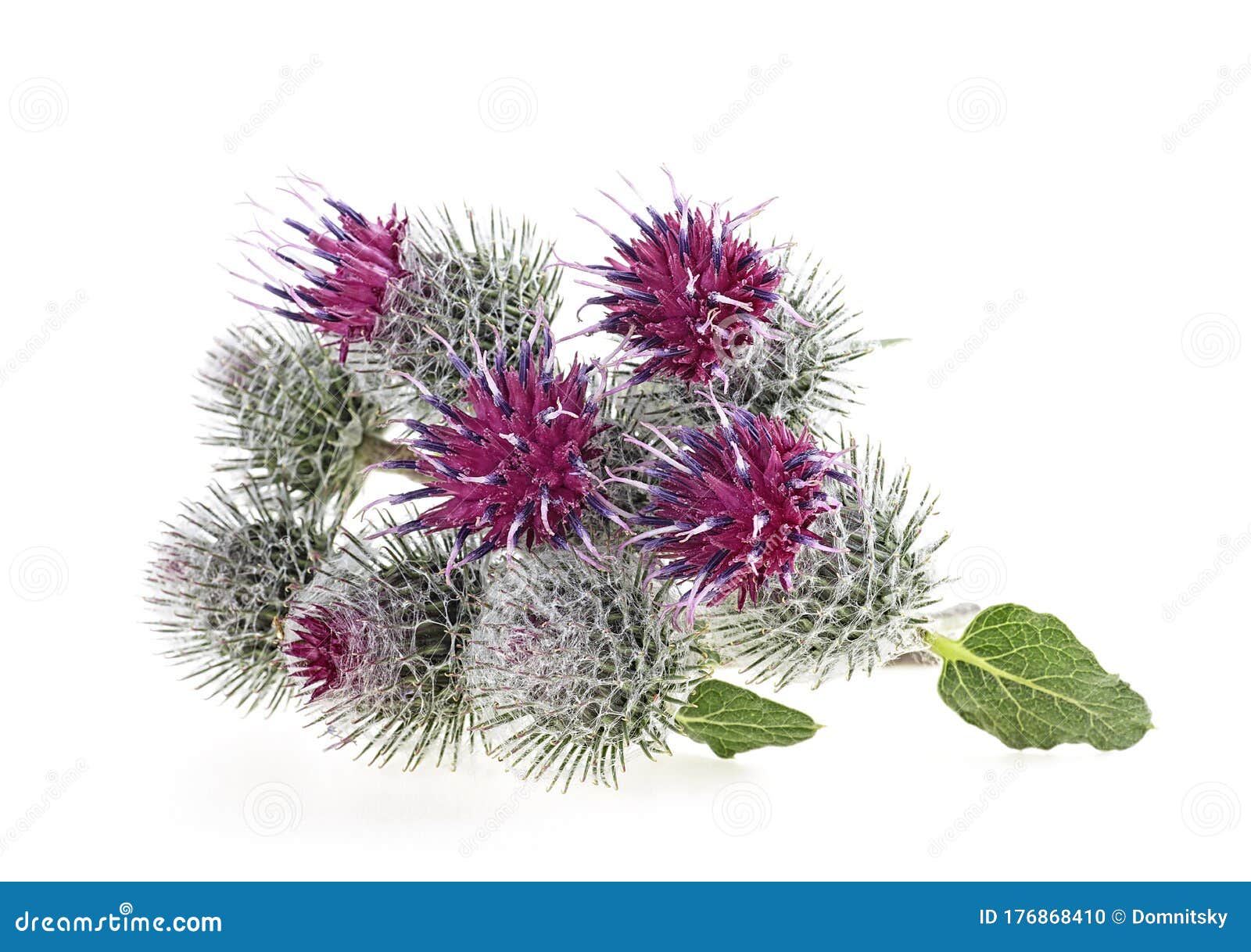 白色背景中突显的牛蒡花药用植物库存照片 图片包括有花卉 自然 植物名 种子 异常分支 白色背景中突显的牛蒡花药用植物库存照片 图片包括有花卉 自然 植物名 种子 异常分支
