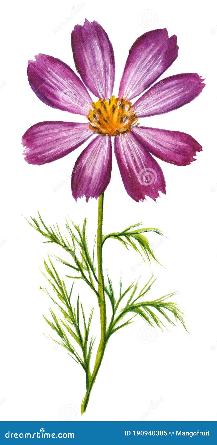 白色背景中突显的紫色宇宙花的矢量水色插图库存图片 图片包括有植物群 系列 绽放 弄脏 装饰 白色背景中突显的紫色宇宙花的矢量水色插图库存图片 图片包括有植物群 系列 绽放 弄脏 装饰
