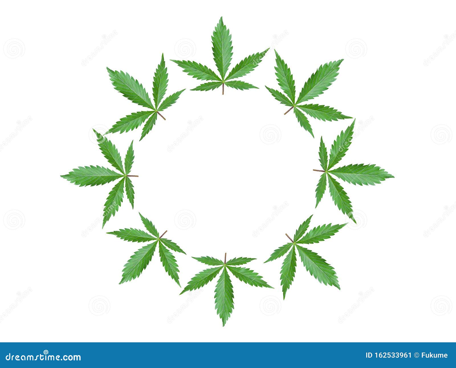 白色背景中突显的绿色大麻叶框带有大麻叶和复制空间的广告标识库存图片 图片包括有工厂 圈子 白色背景中突显的绿色大麻叶框带有大麻叶和复制空间的广告标识库存图片 图片包括有工厂 圈子