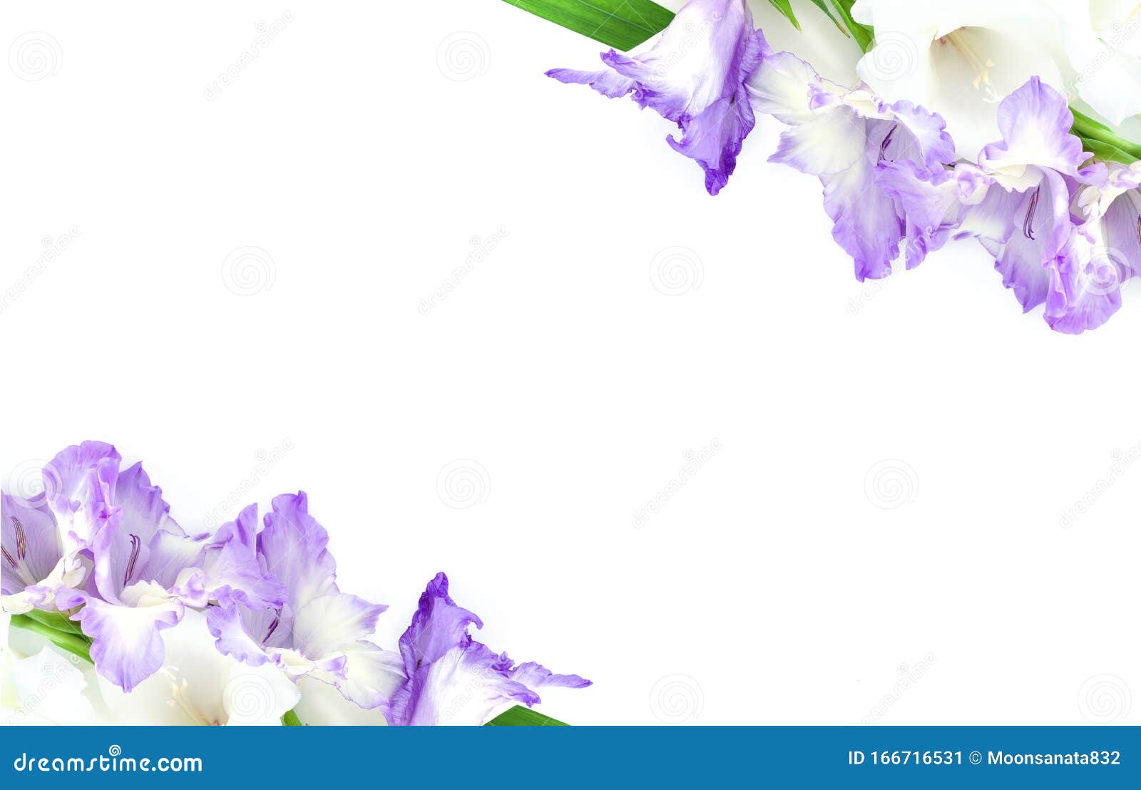 白色背景中突显的美丽唐菖蒲花框架紫花库存图片 图片包括有查出 生日 植物群 女性 问候 白色背景中突显的美丽唐菖蒲花框架紫花库存图片 图片包括有查出 生日 植物群 女性 问候