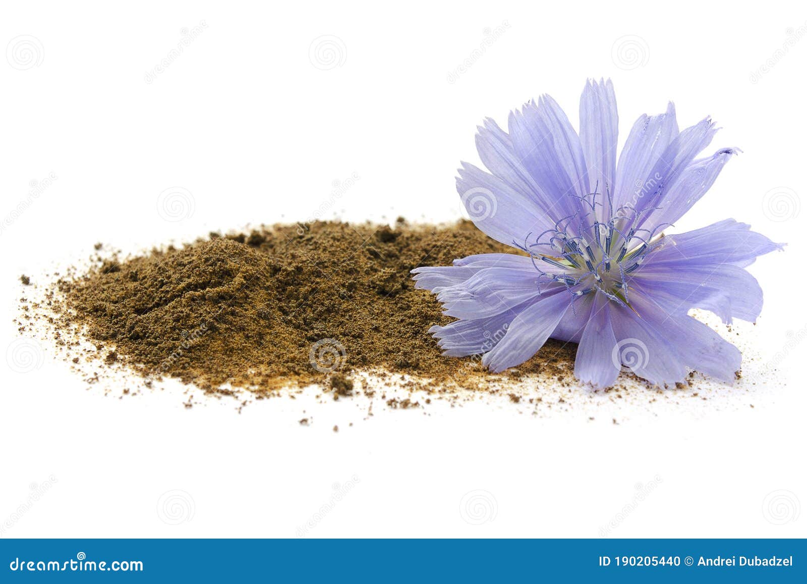 白色背景中突显的菊苣根和花 菊苣蓝花 菊苣根被认为是咖啡库存照片 图片包括有花卉 魔药 白色背景中突显的菊苣根和花 菊苣蓝花 菊苣根被认为是咖啡库存照片 图片包括有花卉 魔药