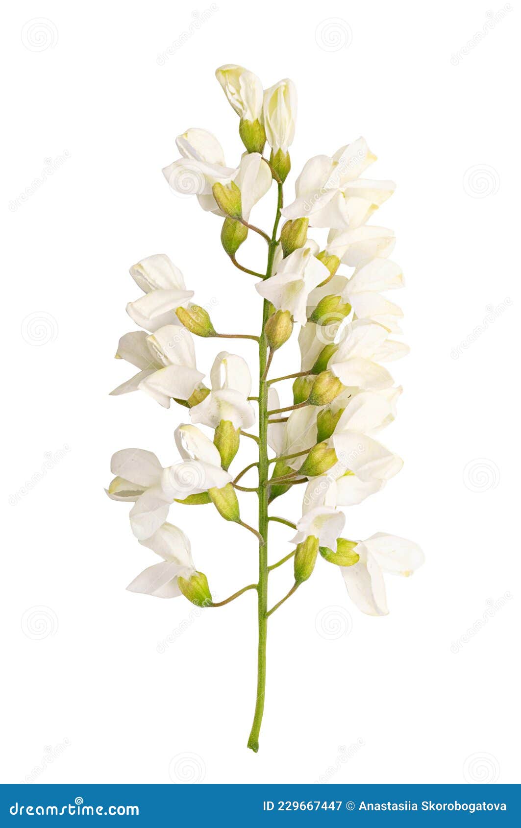 白色背景中突显的鲜相思花库存图片 图片包括有花卉 对象 剪报 剪切 庭院 特写镜头 查出