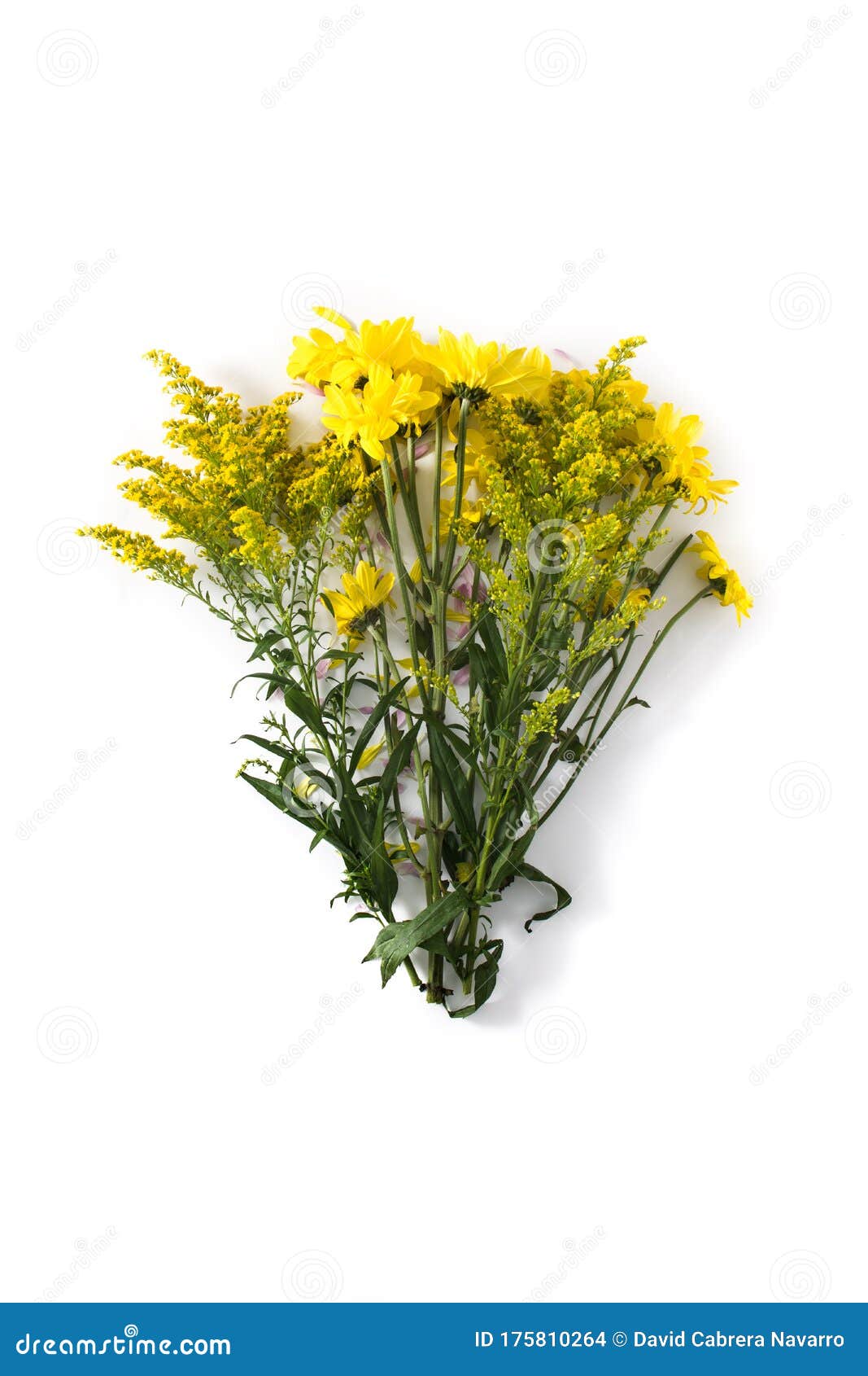 白色背景中突显的黄色春花束库存照片 图片包括有樱桃 装饰 绿色 叶子 母亲 开花的 顶层 白色背景中突显的黄色春花束库存照片 图片包括有樱桃 装饰 绿色 叶子 母亲 开花的 顶层