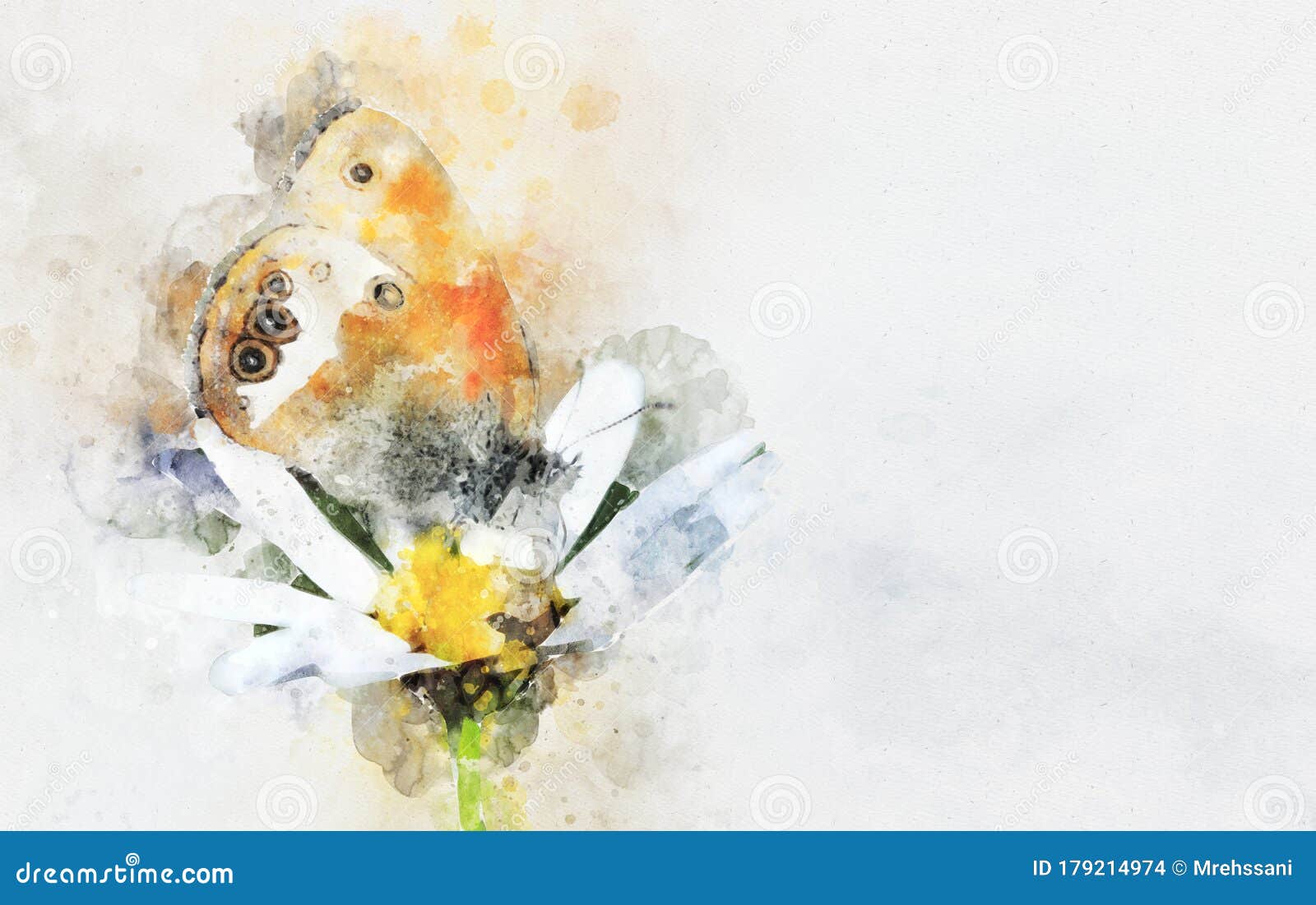 白色背景中花上蝴蝶的水彩画插图库存例证 插画包括有春黄菊 非常 数字式 空白 看板卡 背包徒步旅行者 白色背景中花上蝴蝶的水彩画插图库存例证 插画包括有春黄菊 非常 数字式 空白 看板卡 背包徒步旅行者