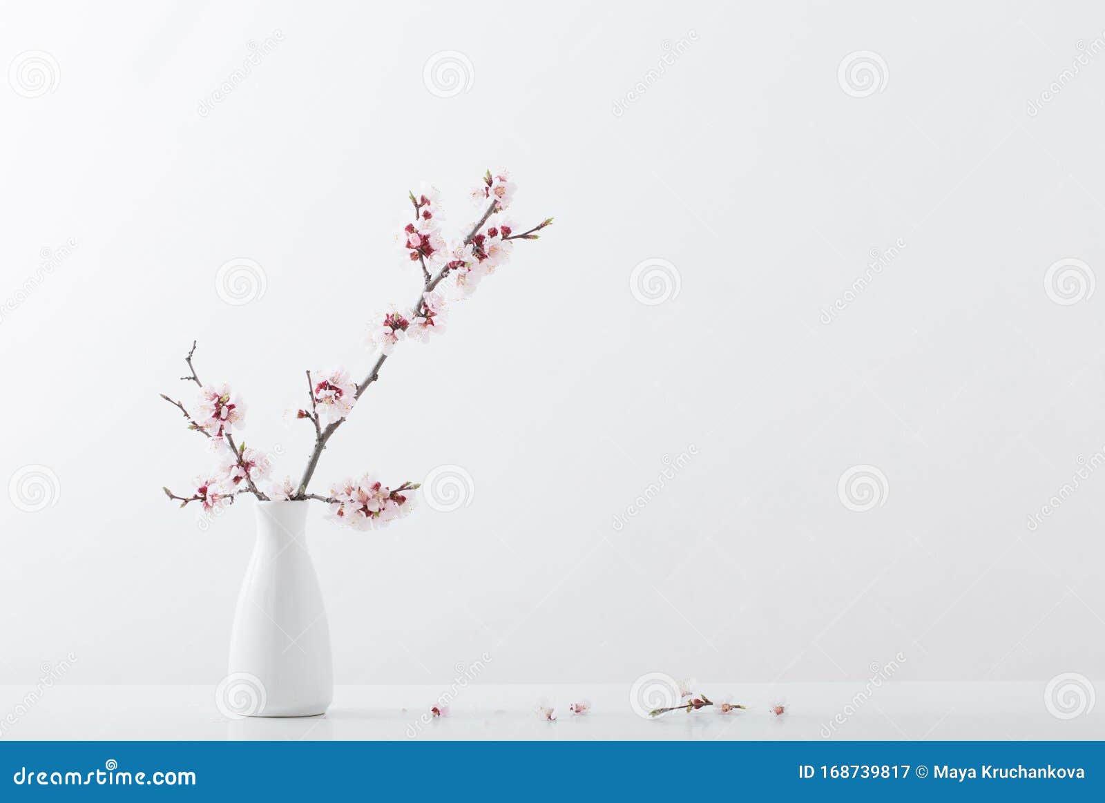白色背景中花瓶樱花枝库存图片 图片包括有植物群 生气勃勃 空间 春天 内部 绽放 看板卡 白色背景中花瓶樱花枝库存图片 图片包括有植物群 生气勃勃 空间 春天 内部 绽放 看板卡