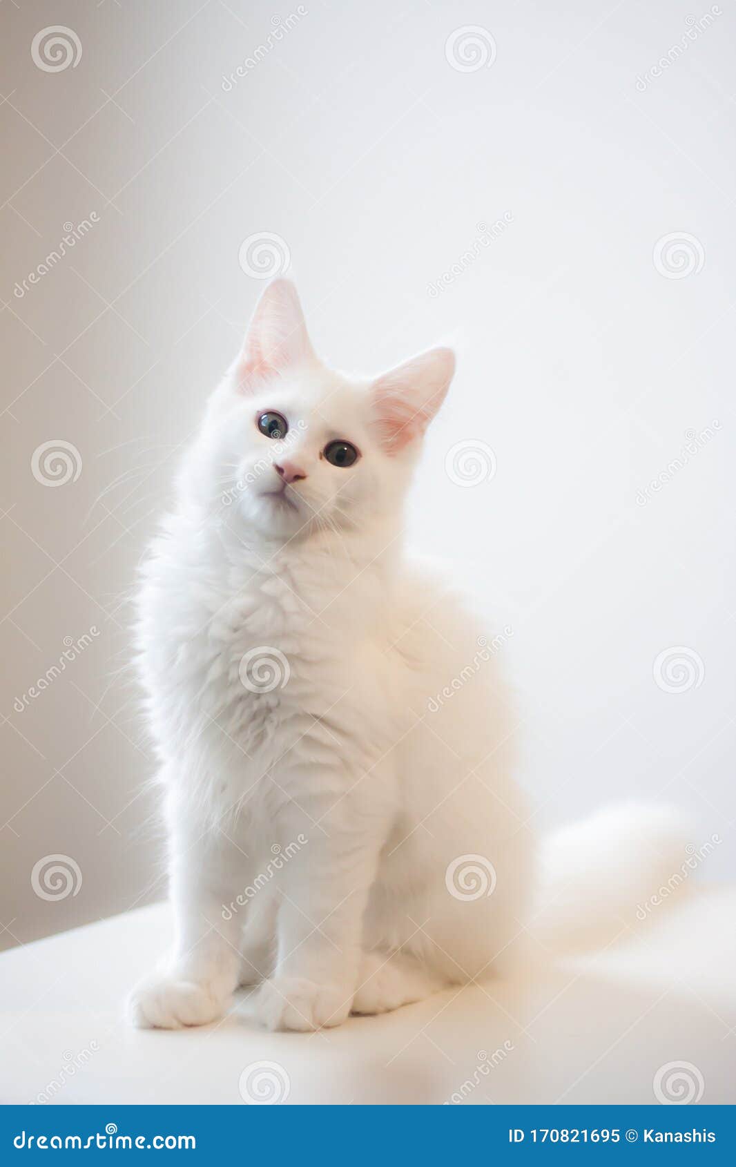 白色背景的可爱的小白猫库存图片 图片包括有白色背景的可爱的小白猫
