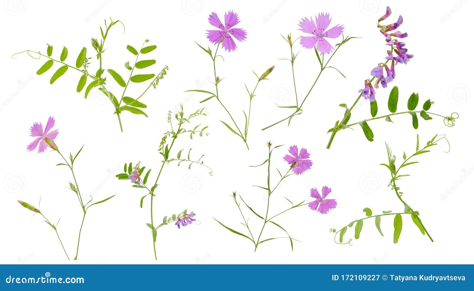 白色背景茎叶上各种康乃馨粉红与野菜花库存例证 插画包括有本质 庭院 丁香 野花 模式 开花的 白色背景茎叶上各种康乃馨粉红与野菜花库存例证 插画包括有本质 庭院 丁香 野花 模式 开花的