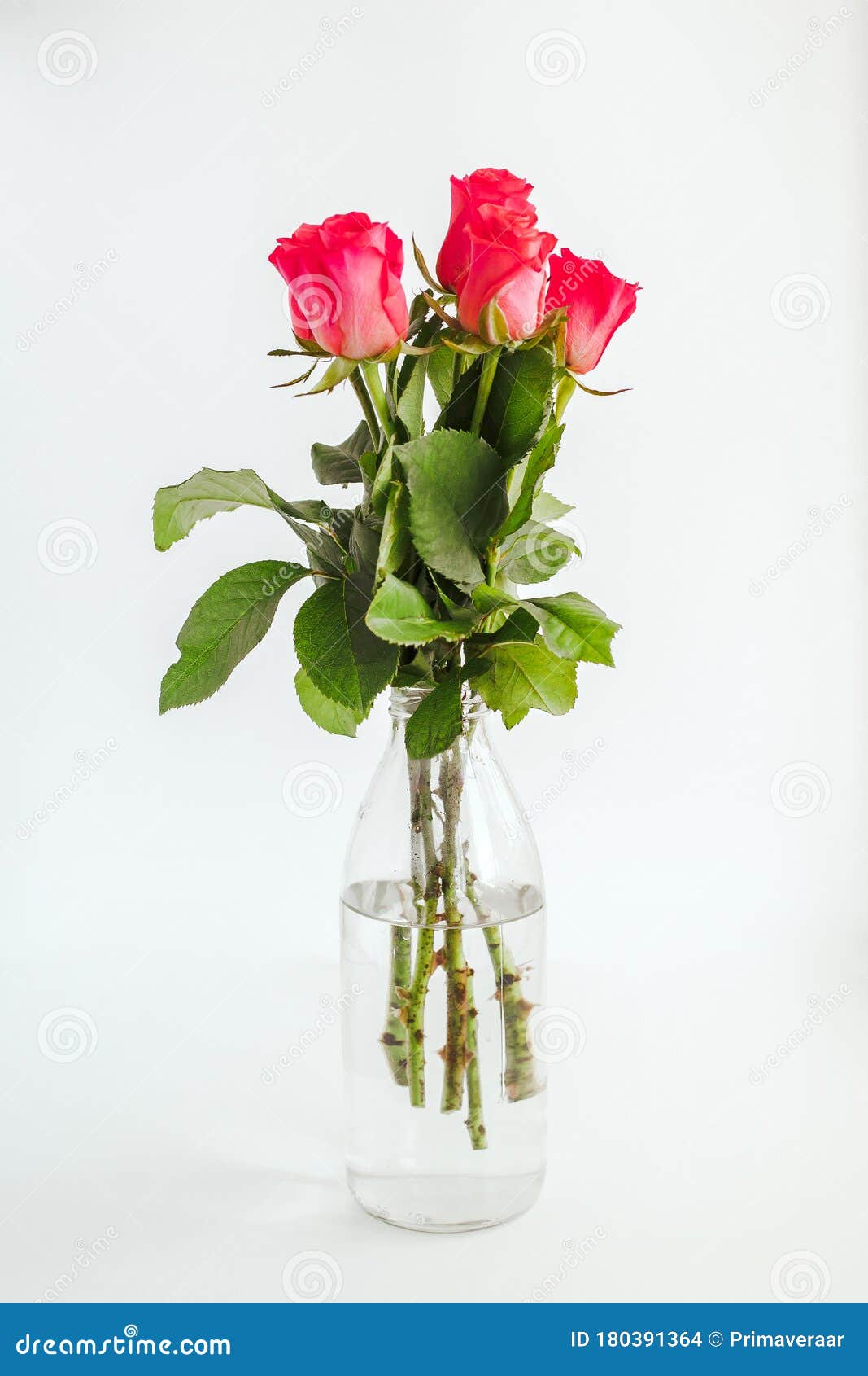 白色透明花瓶底背景中的一束小玫瑰库存照片 图片包括有节假日 高雅 自然 叶子 背包 框架